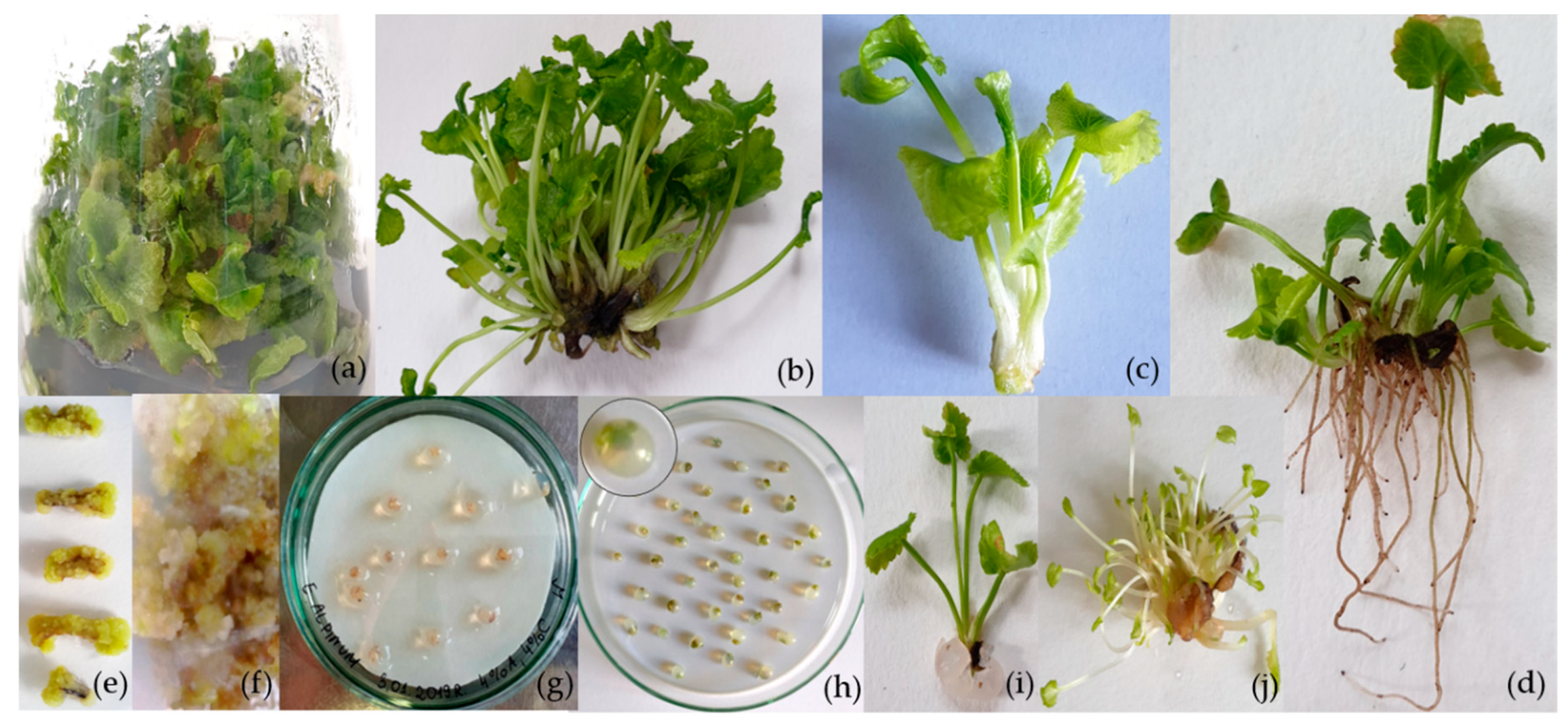 Plants 09 00498 g001