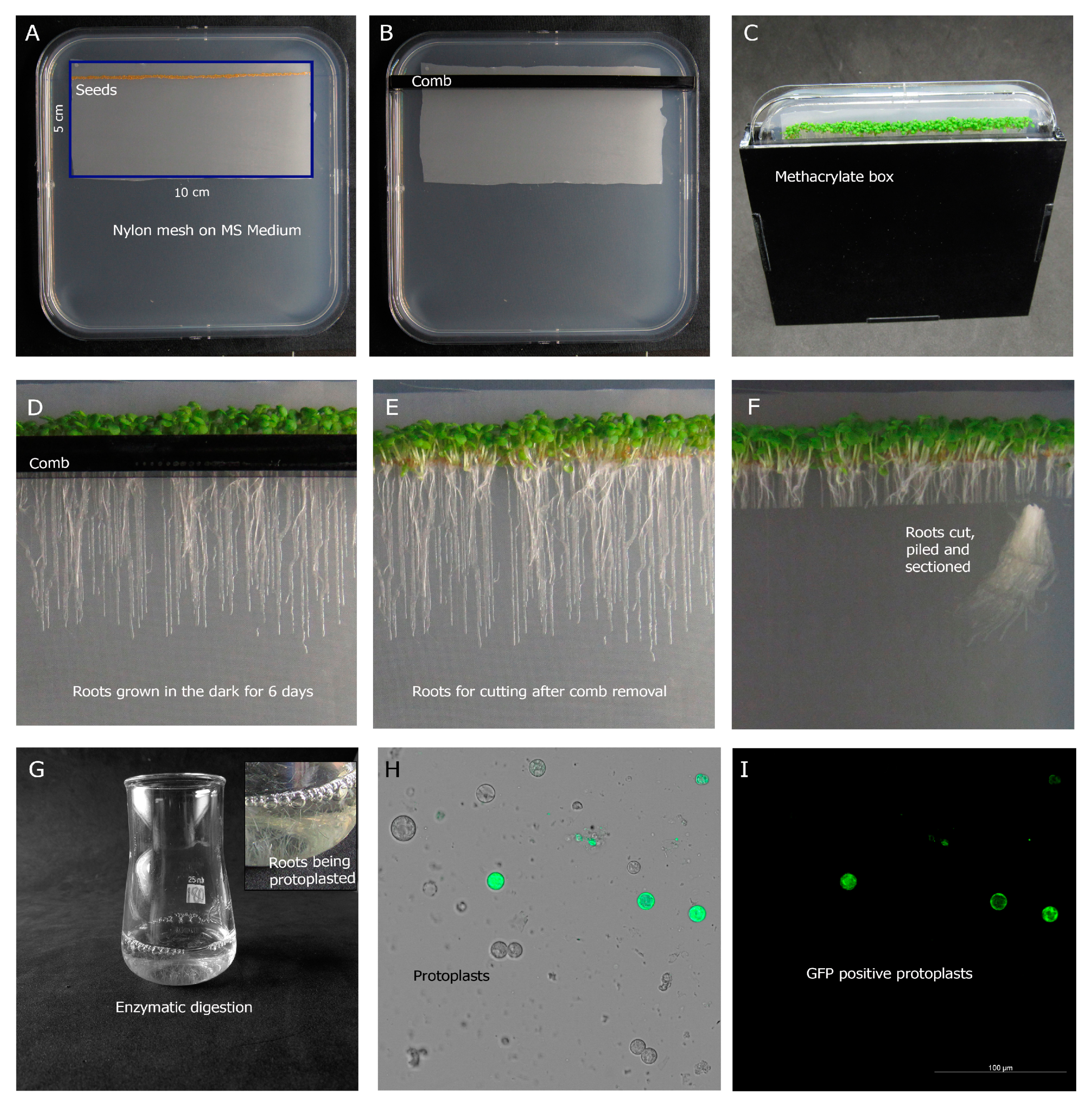 Plants 09 00499 g001