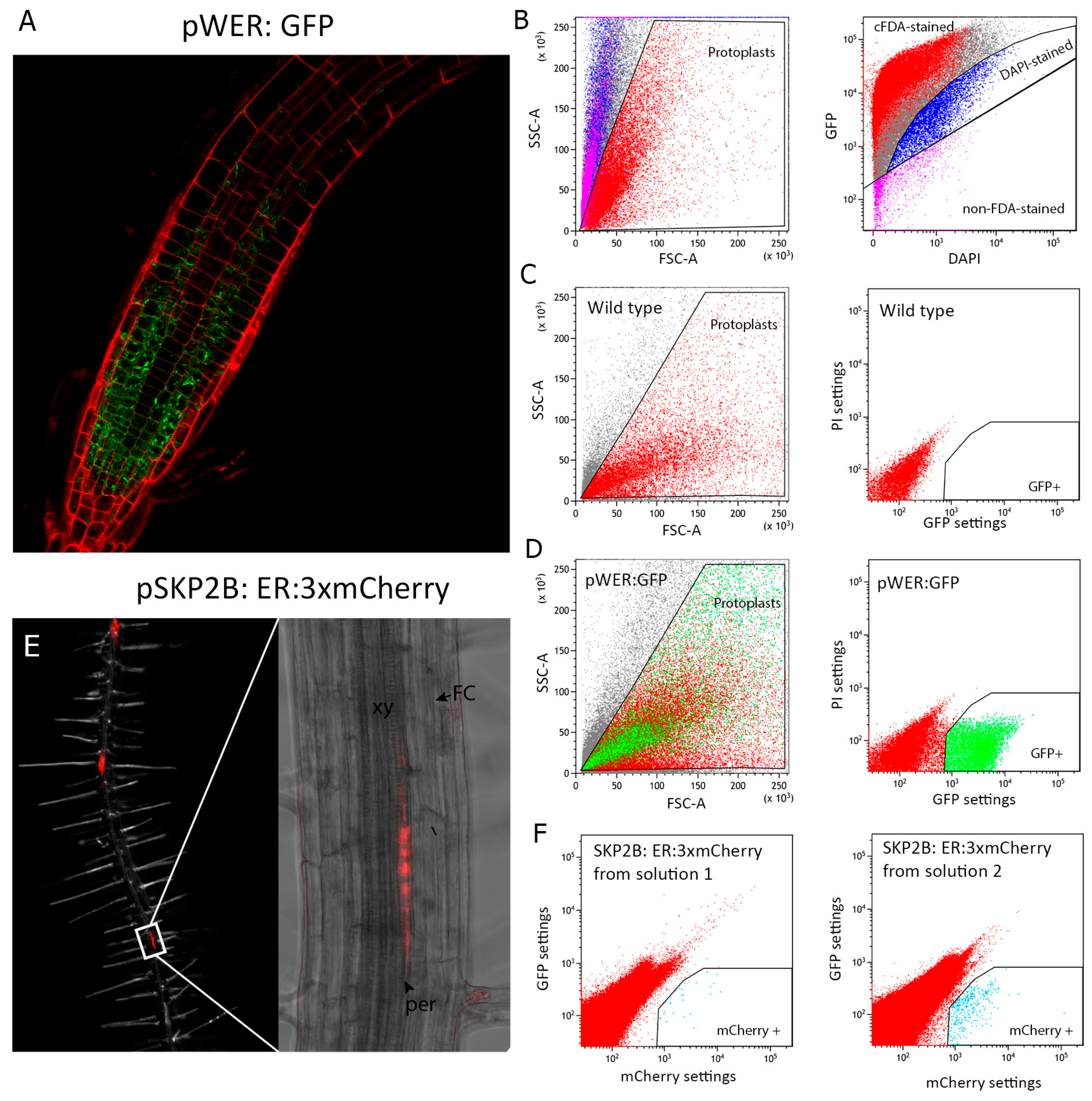 Plants 09 00499 g002