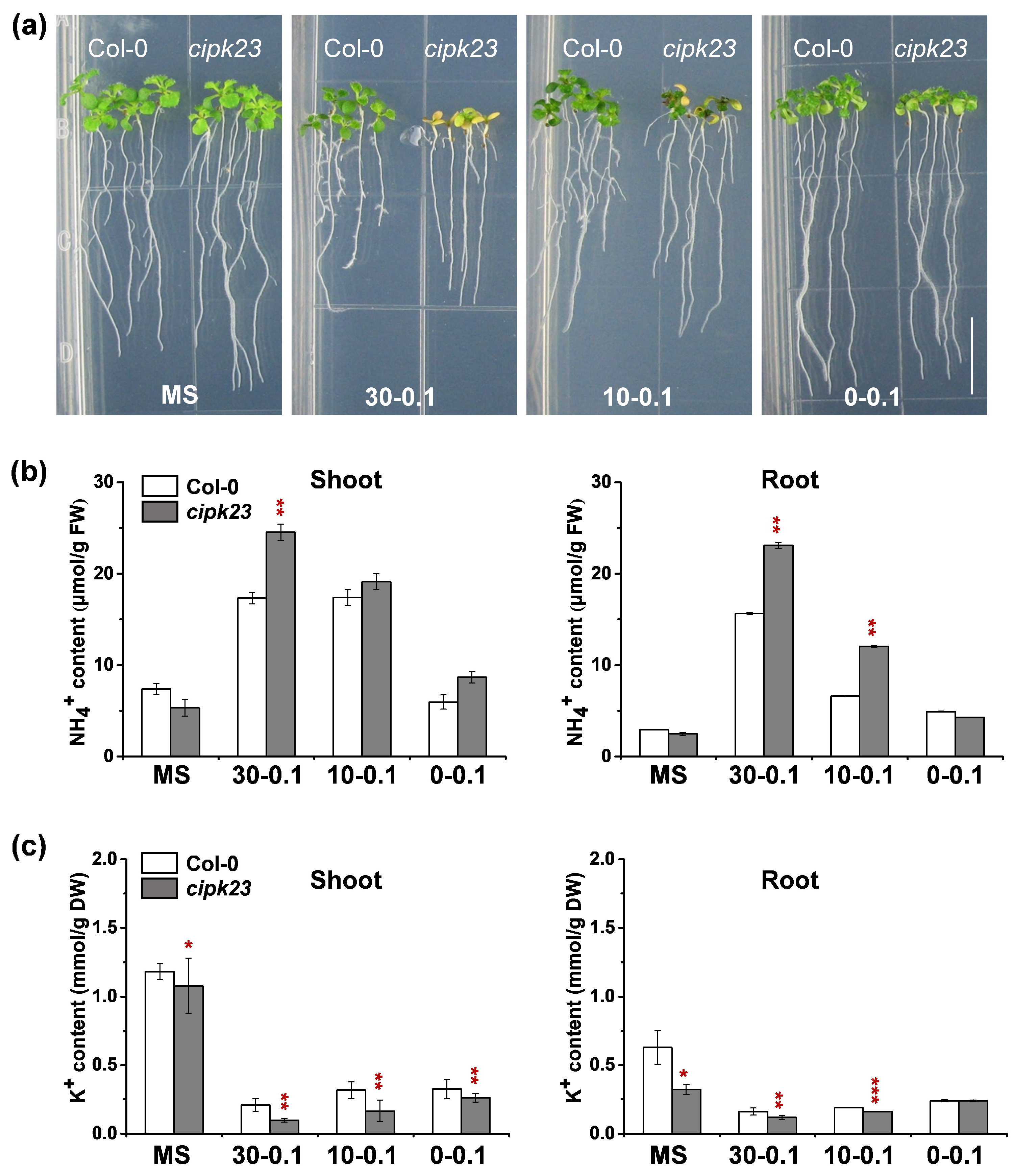 Plants 09 00501 g001