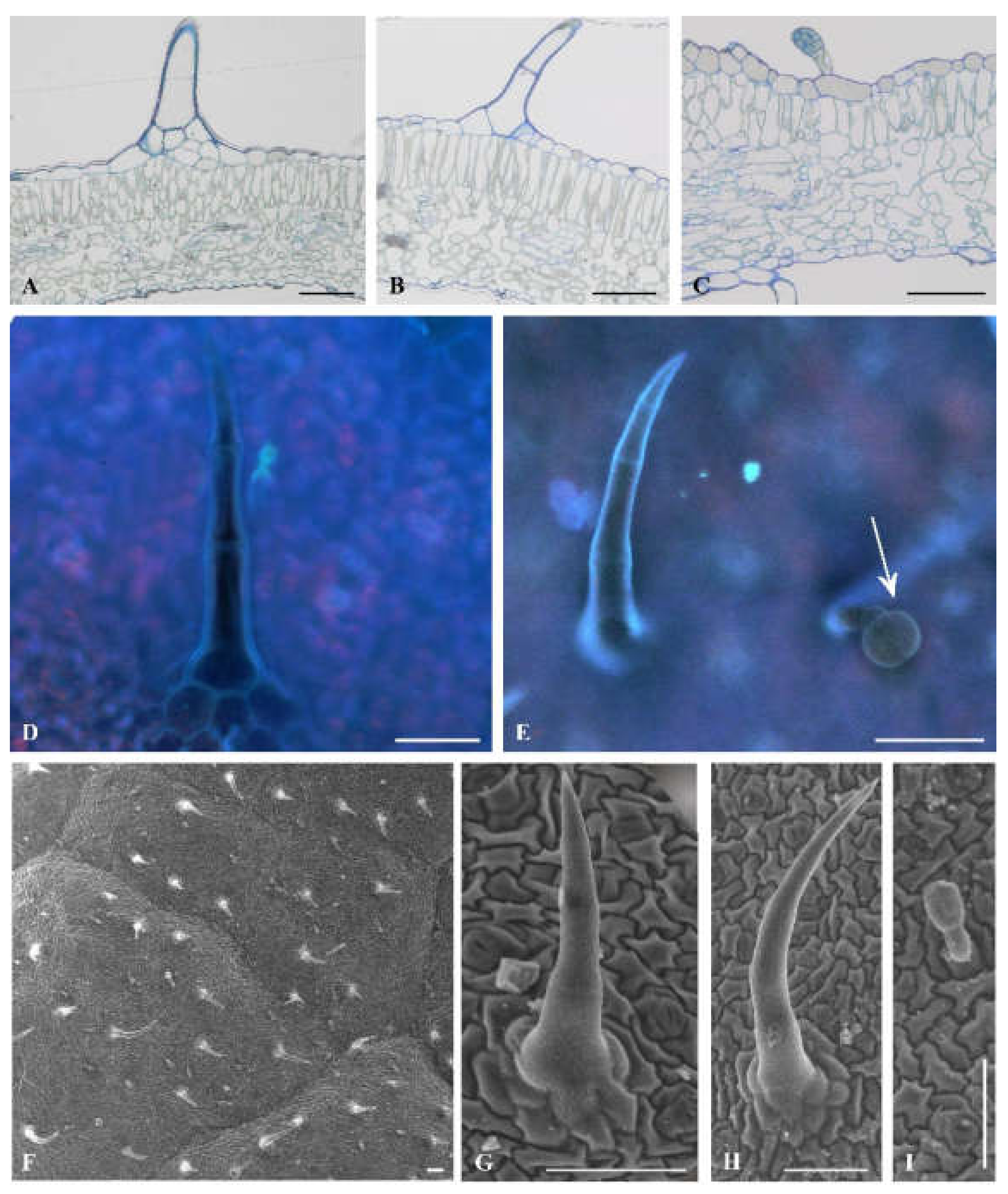 Plants 09 00504 g003 Plants 09 00504 g003