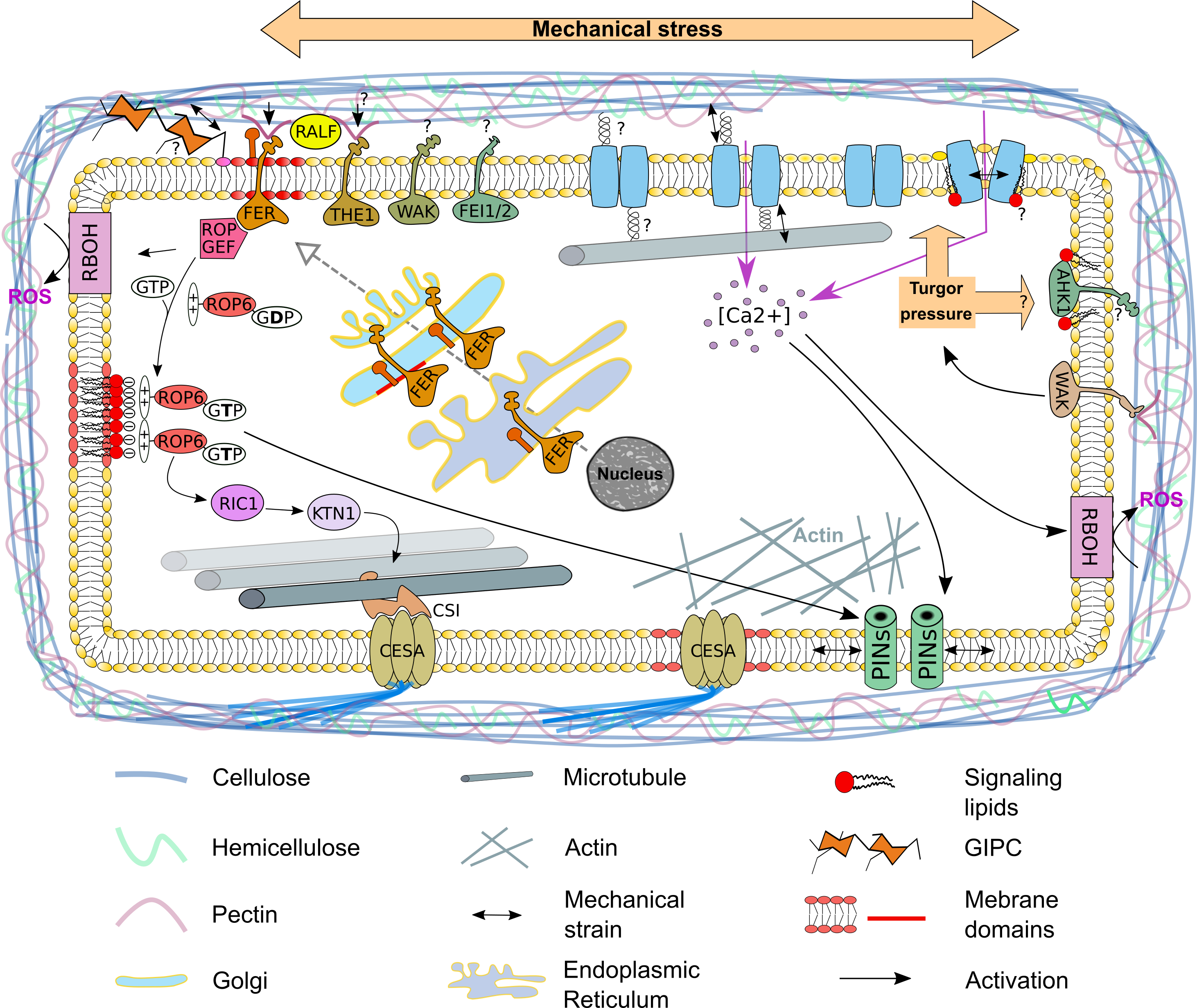 Plants Free Full Text The Plasma Membrane An Integrating Compartment For Mechano Signaling Html