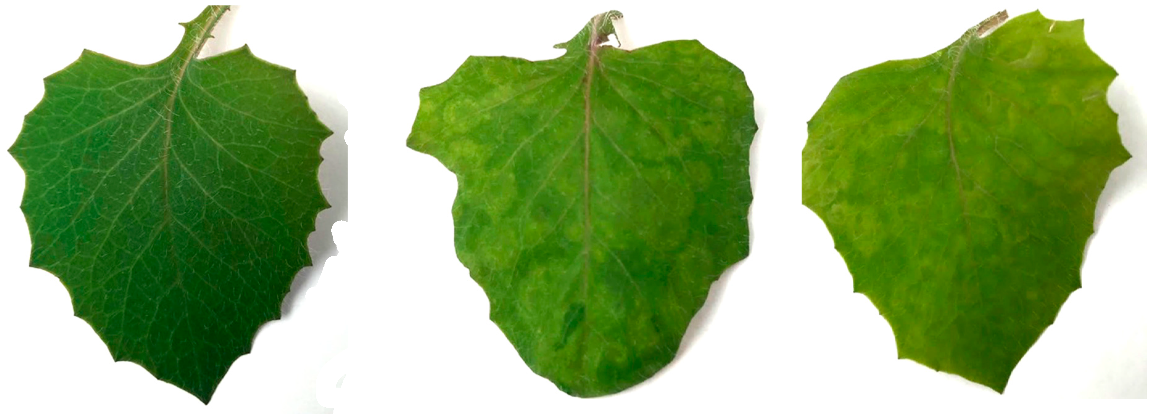 Plants 09 00509 g002