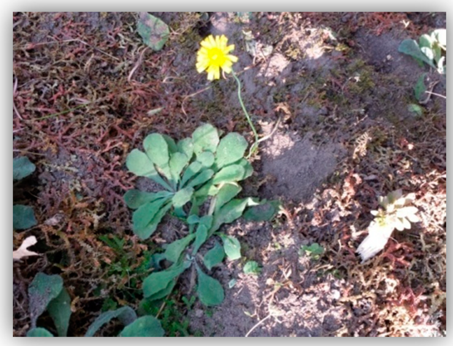 Plants 09 00514 g001