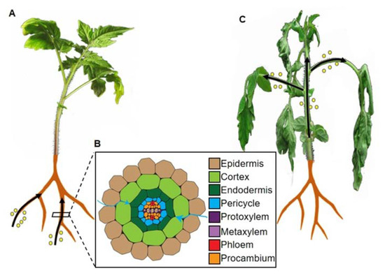 Insights into the Root Invasion by the Plant Pathogenic Bacterium