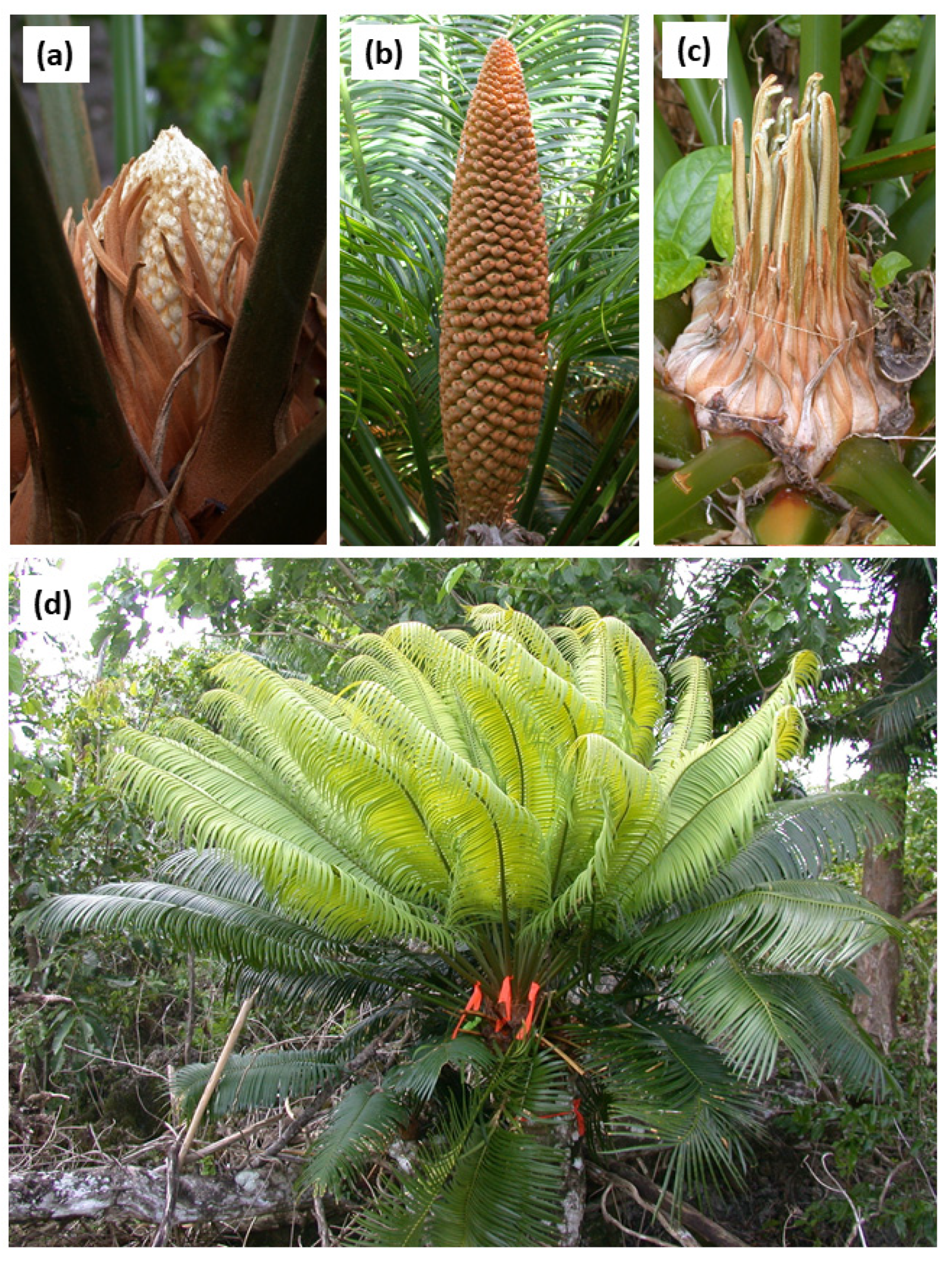 Plants Free Full-Text | Cycas micronesica Stem Carbohydrates Decline Following Leaf and Male Cone Growth Events
