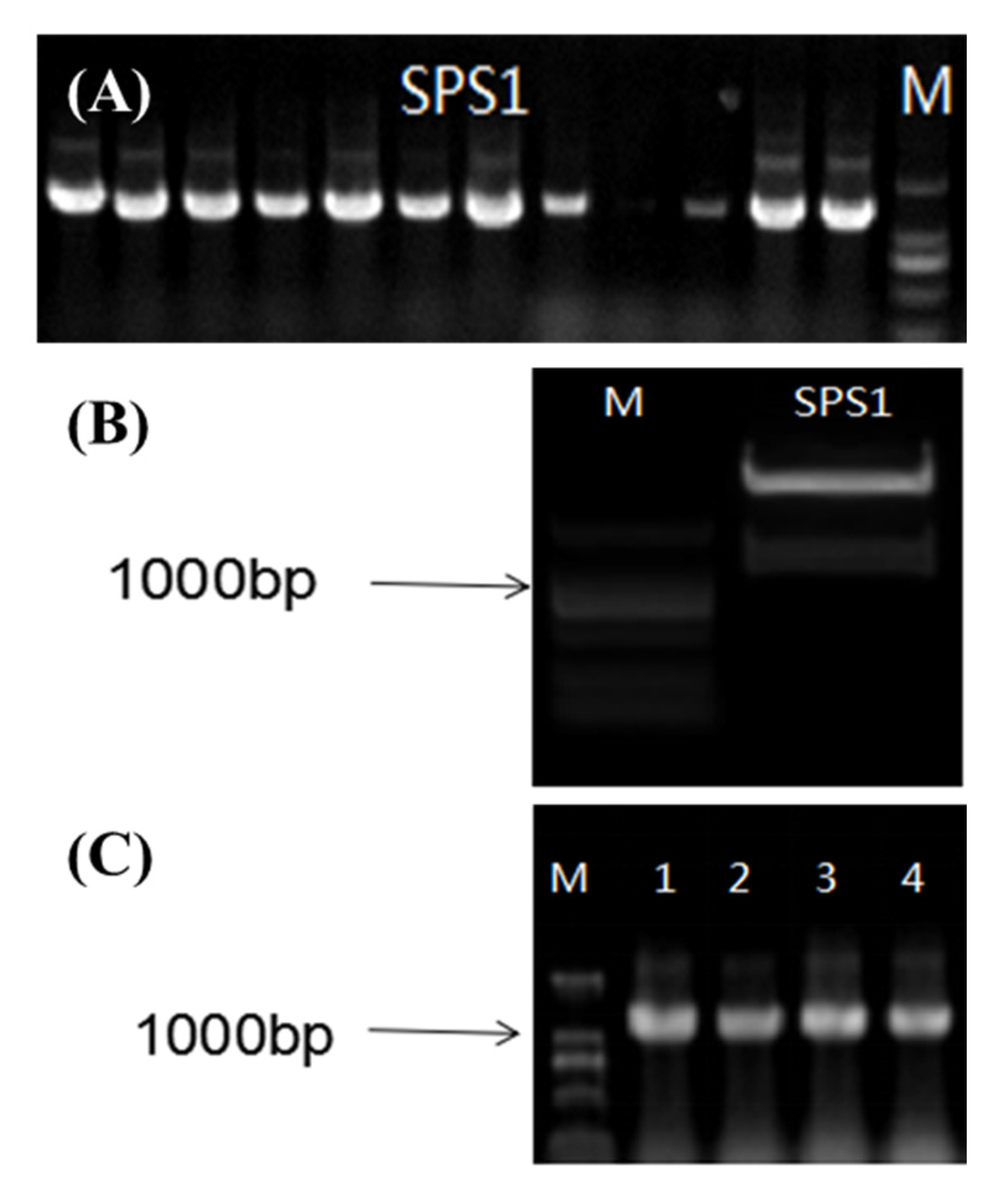 Plants 09 00518 g008 Plants 09 00518 g008