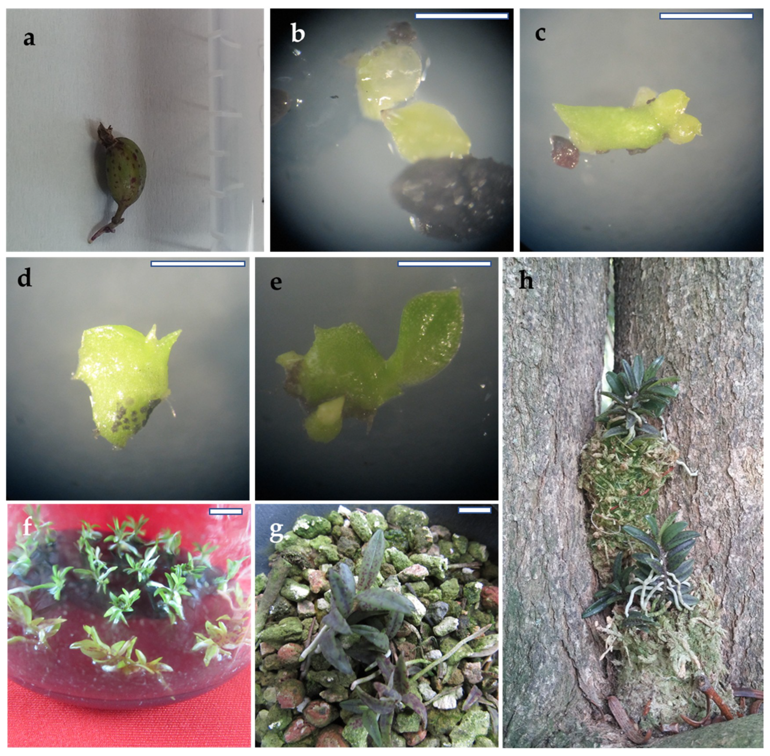 Plants 09 00524 g001 Plants 09 00524 g001