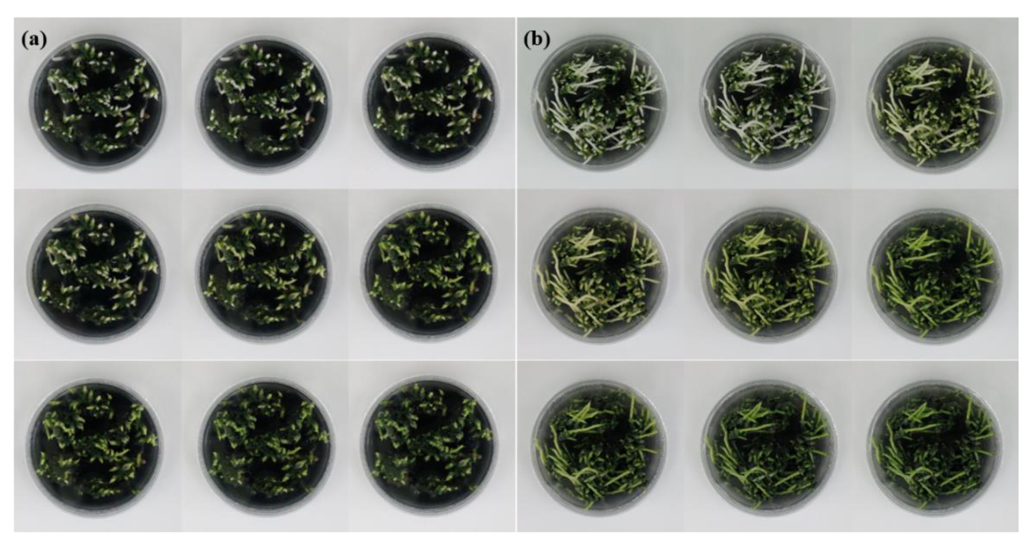 Plants 09 00532 g002