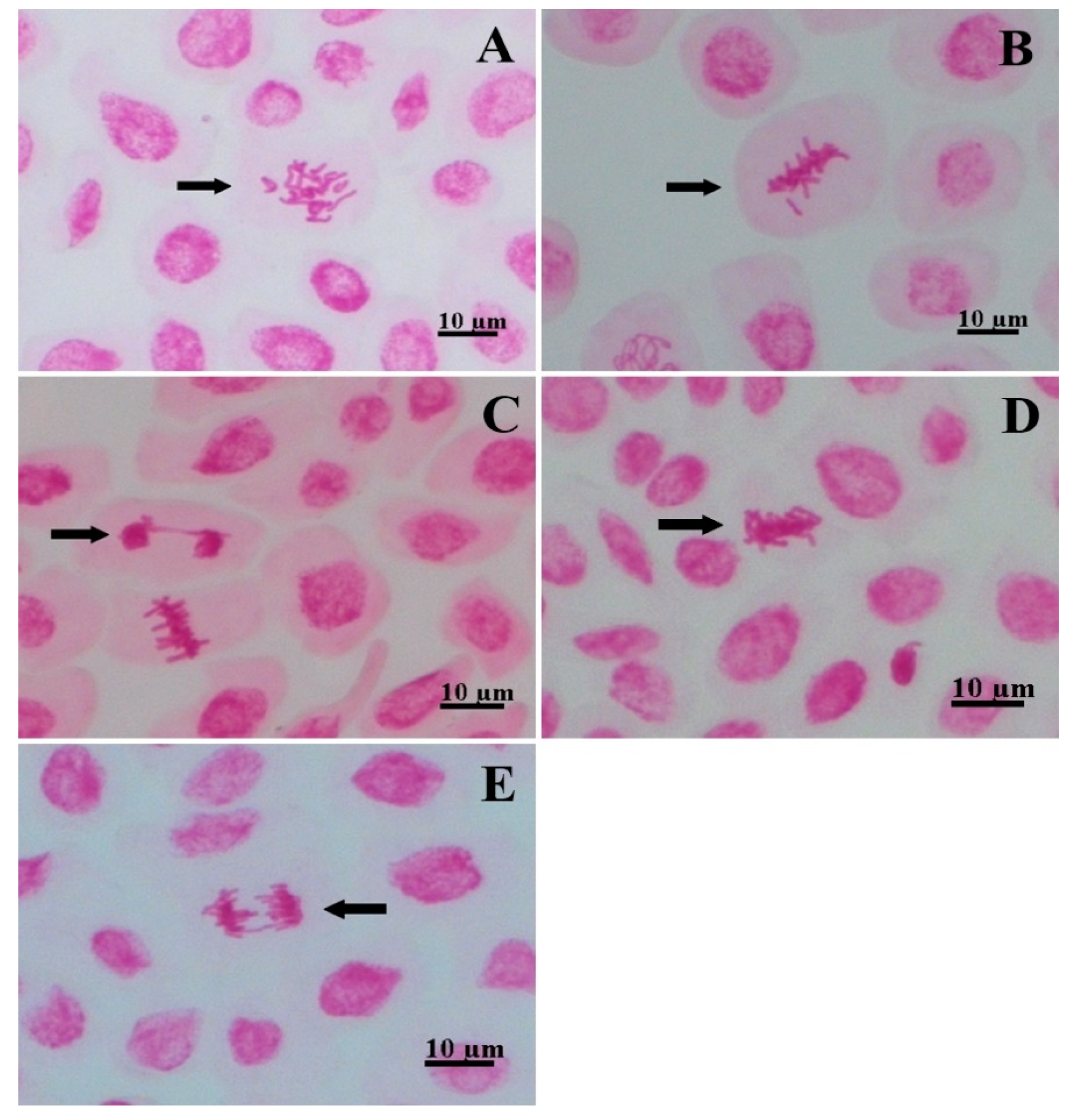 Plants 09 00533 g004 Plants 09 00533 g004