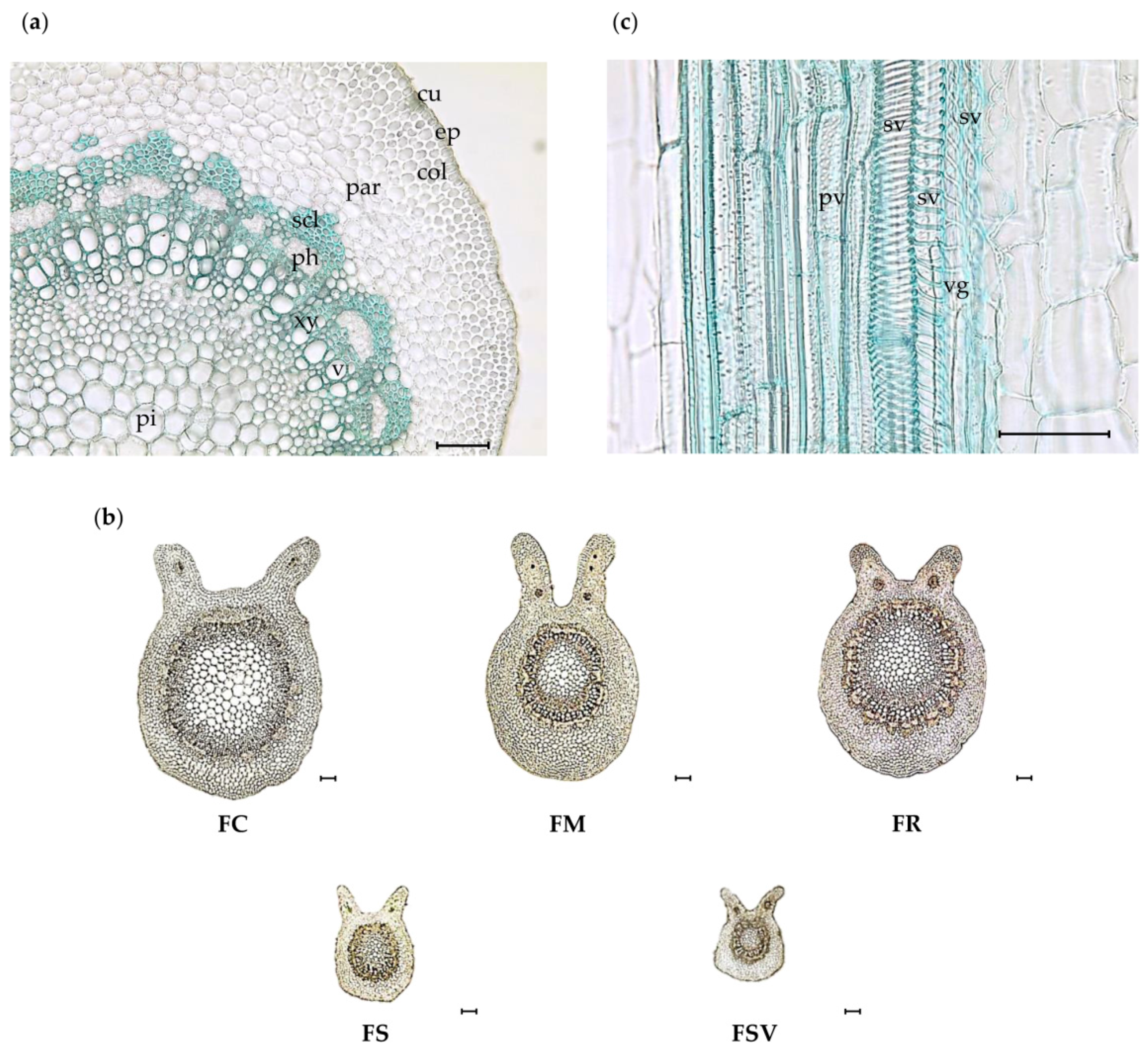 Plants 09 00534 g002