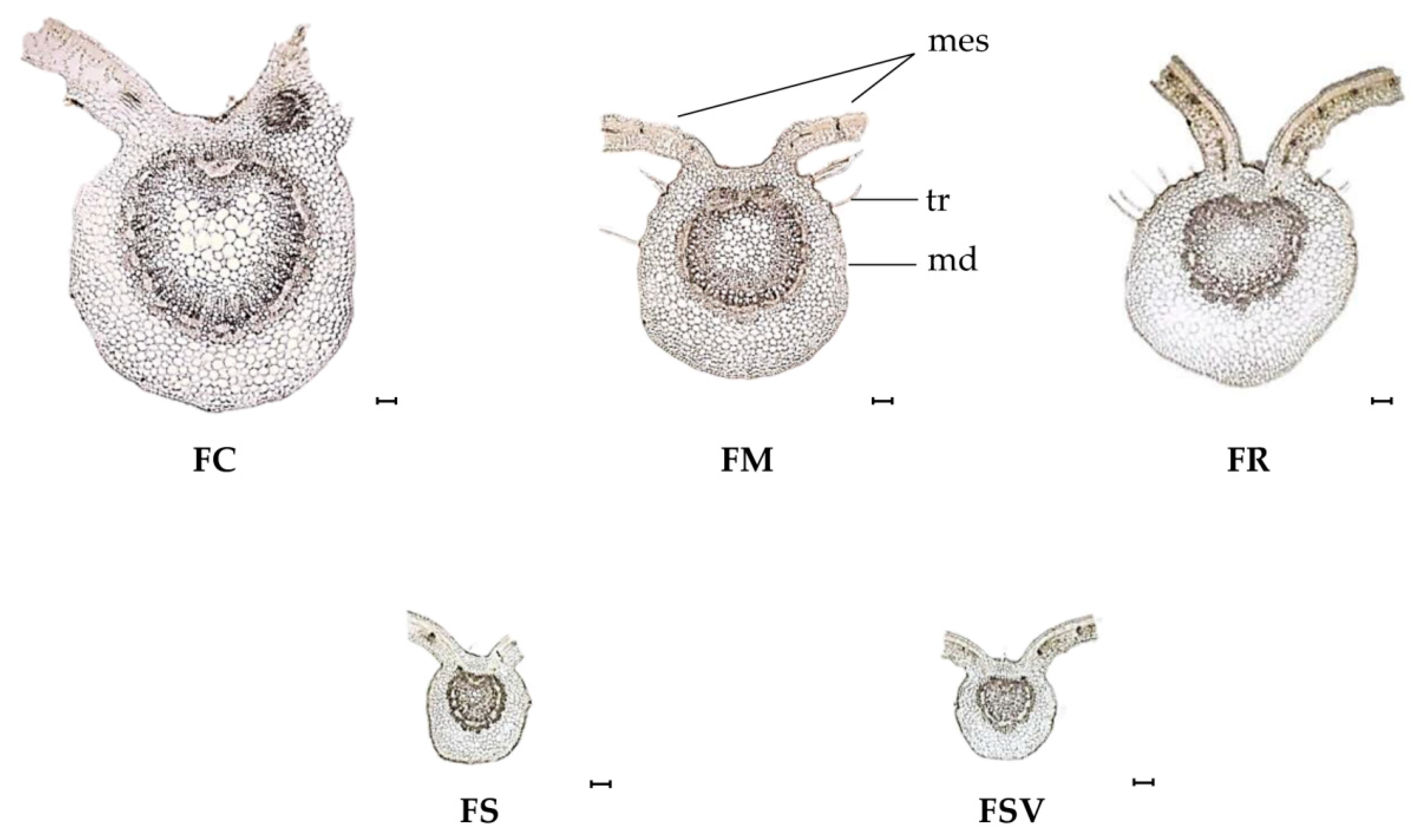 Plants 09 00534 g003