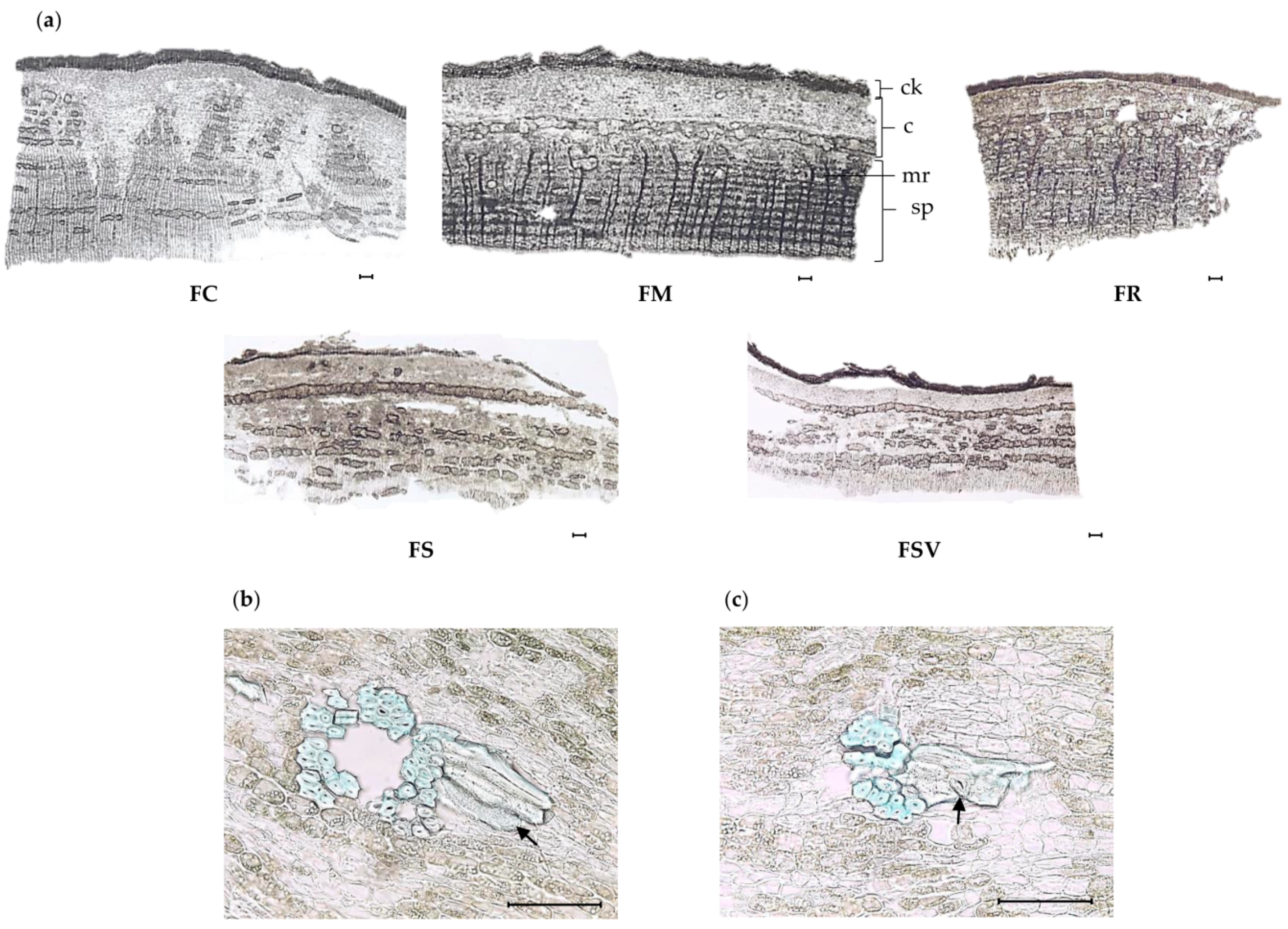 Plants 09 00534 g004
