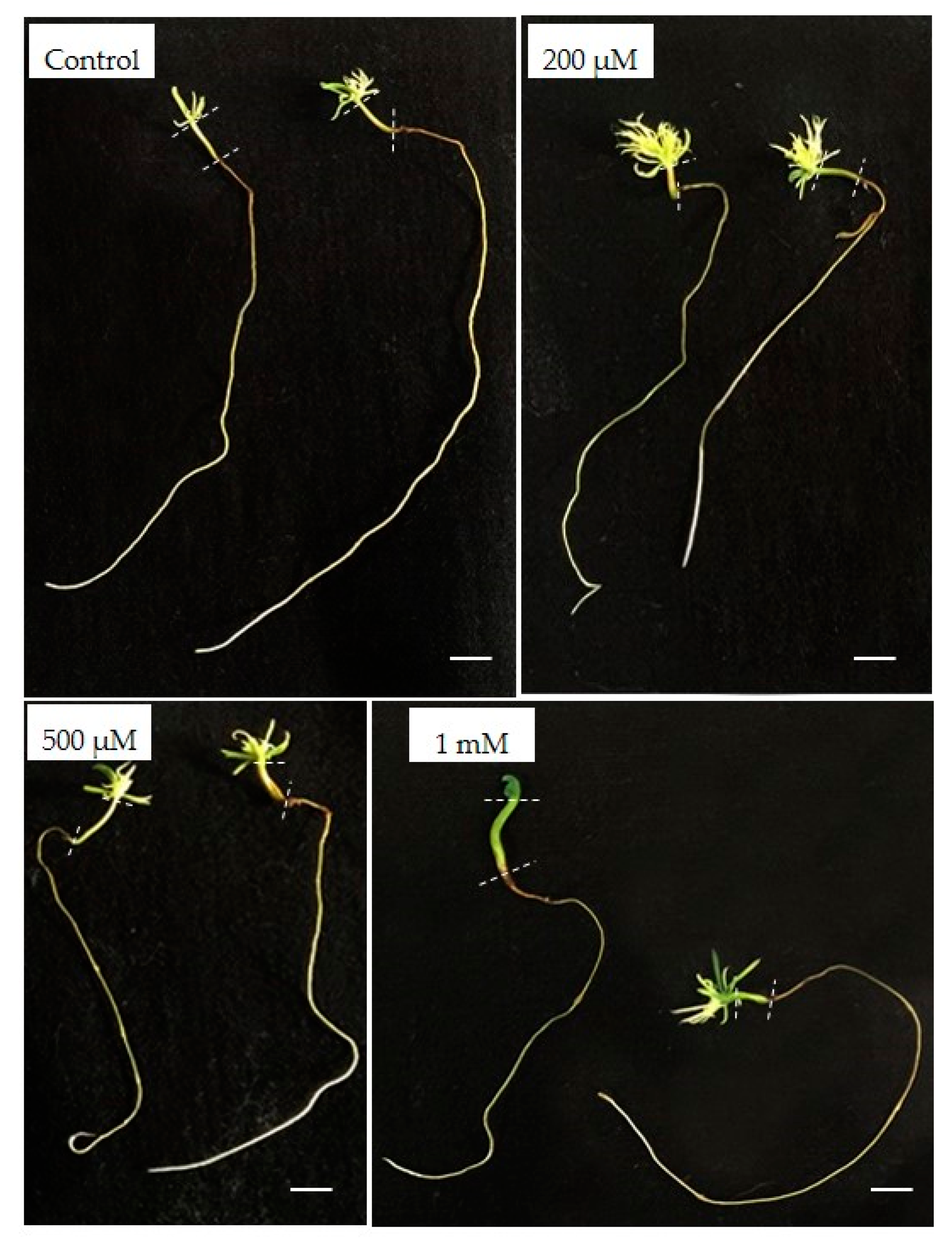 Plants 09 00536 g002