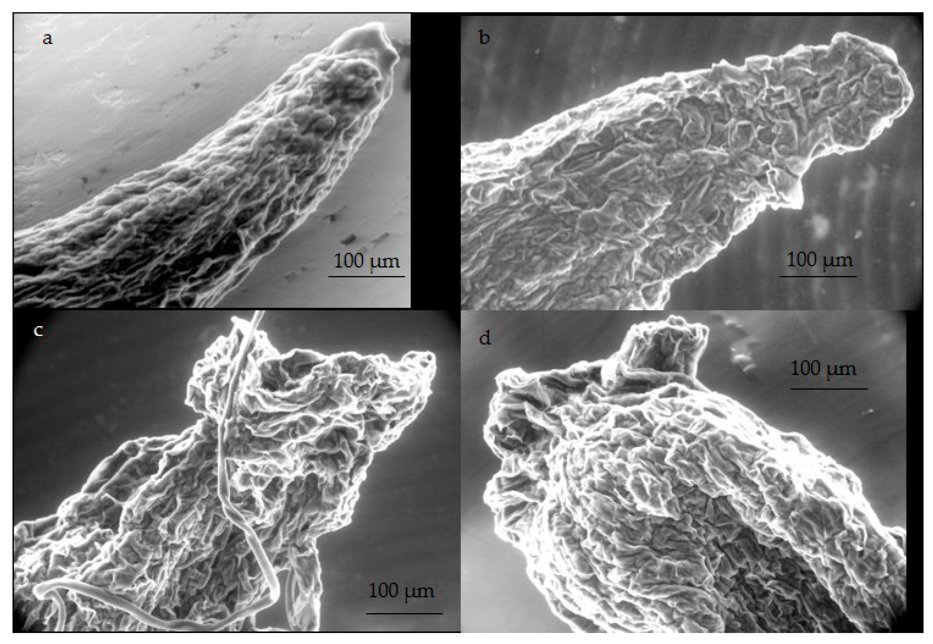 Plants 09 00536 g006