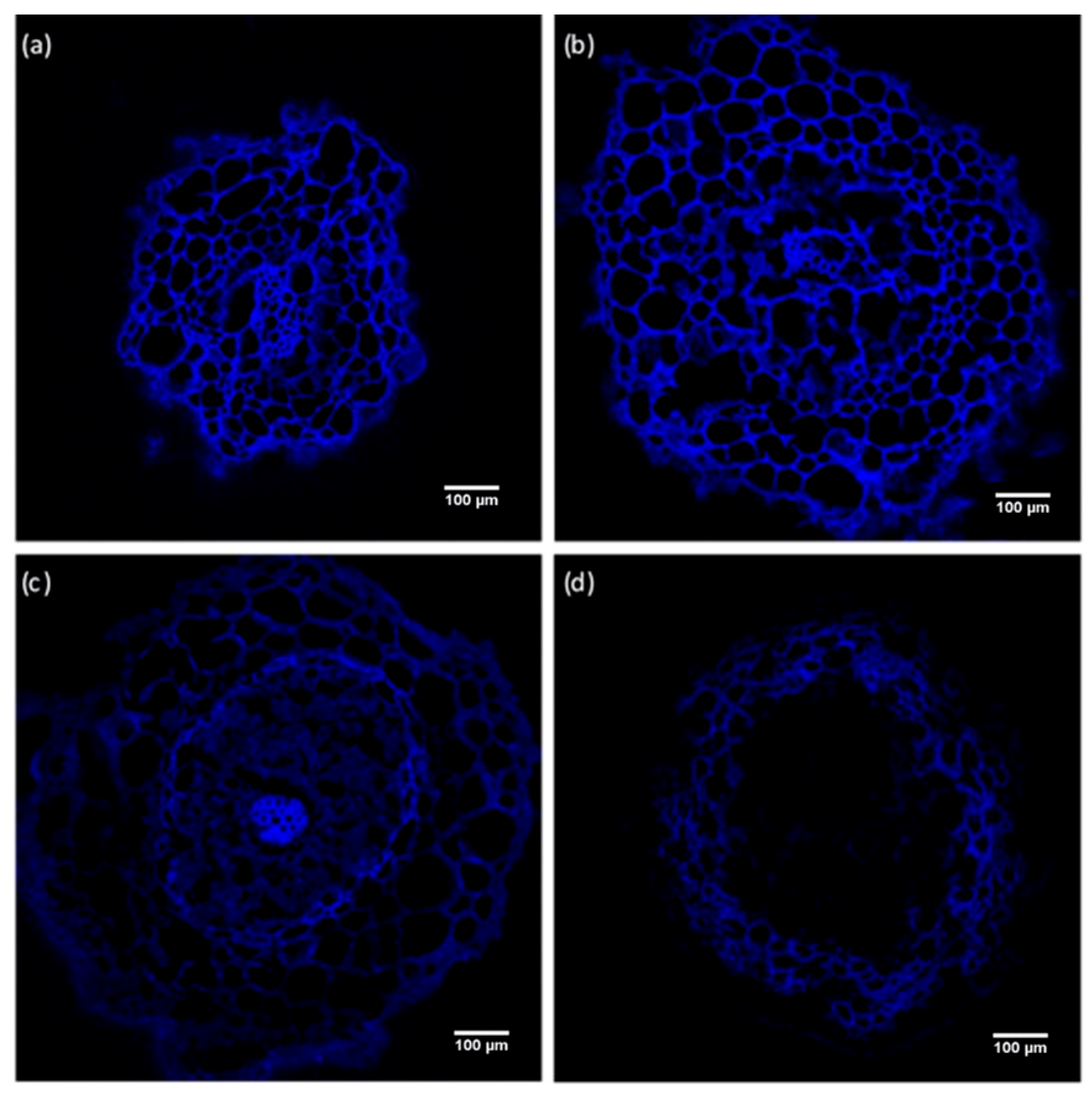 Plants 09 00536 g007