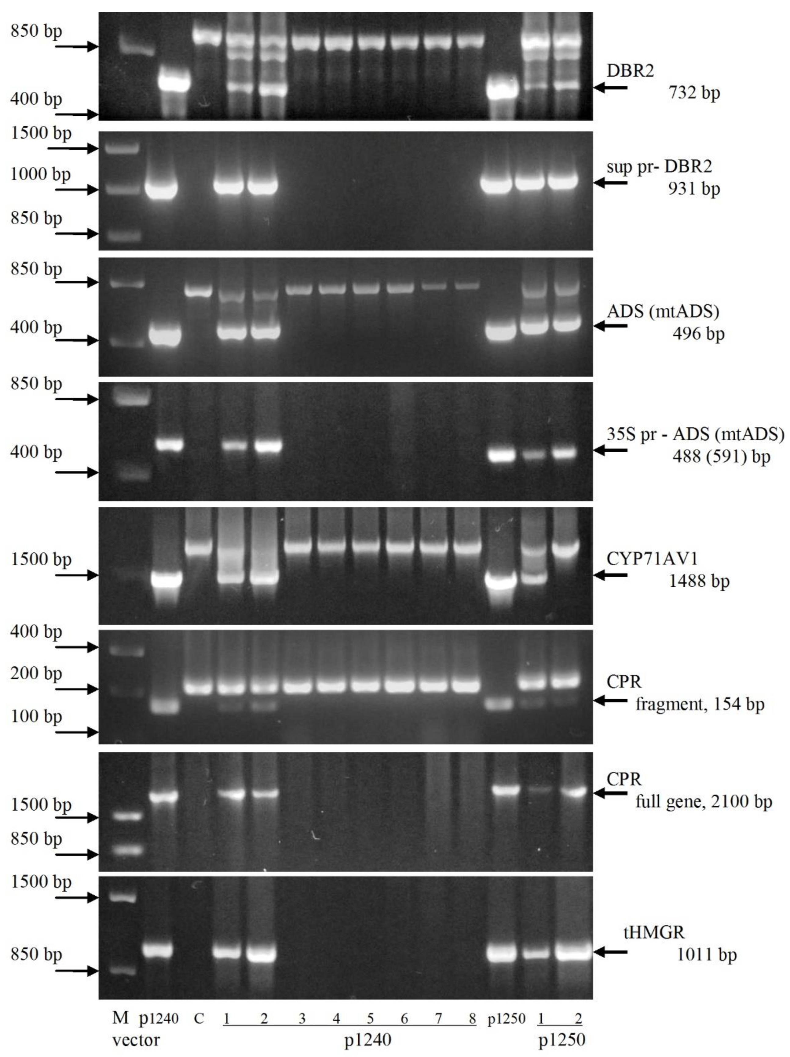 Plants 09 00537 g004