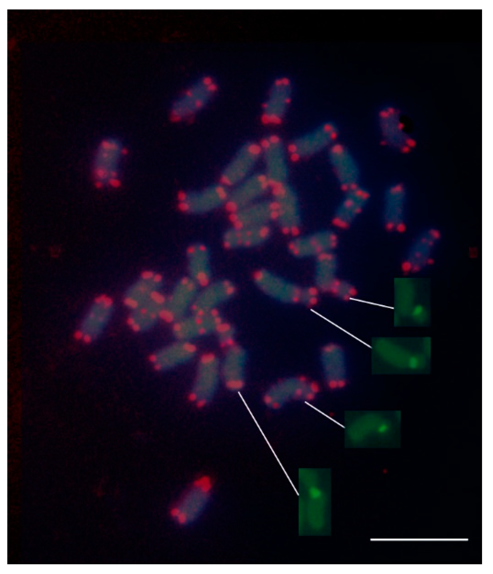 Plants 09 00542 g003