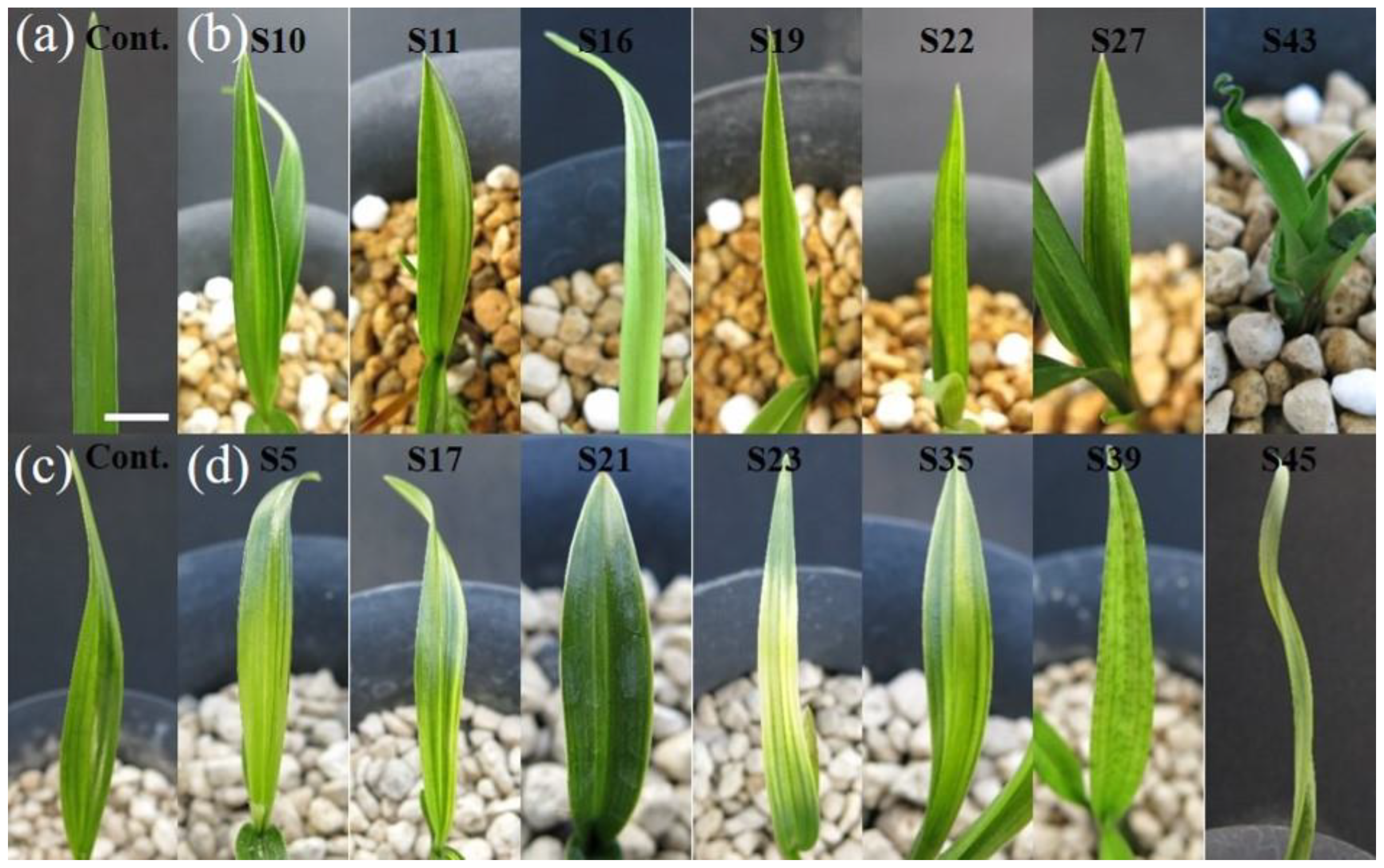 Plants 09 00546 g002