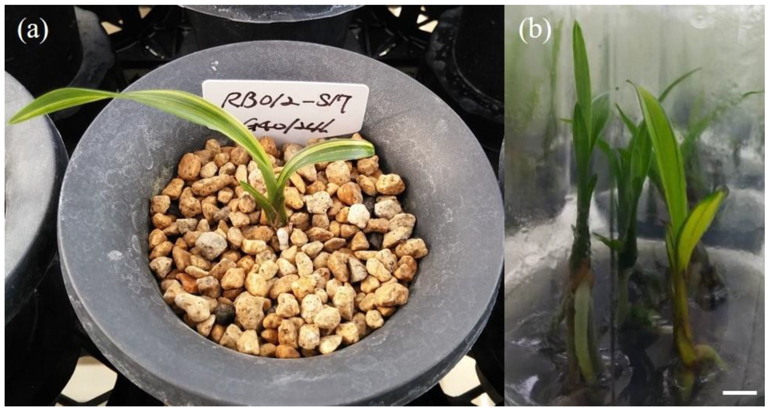 Plants 09 00546 g003