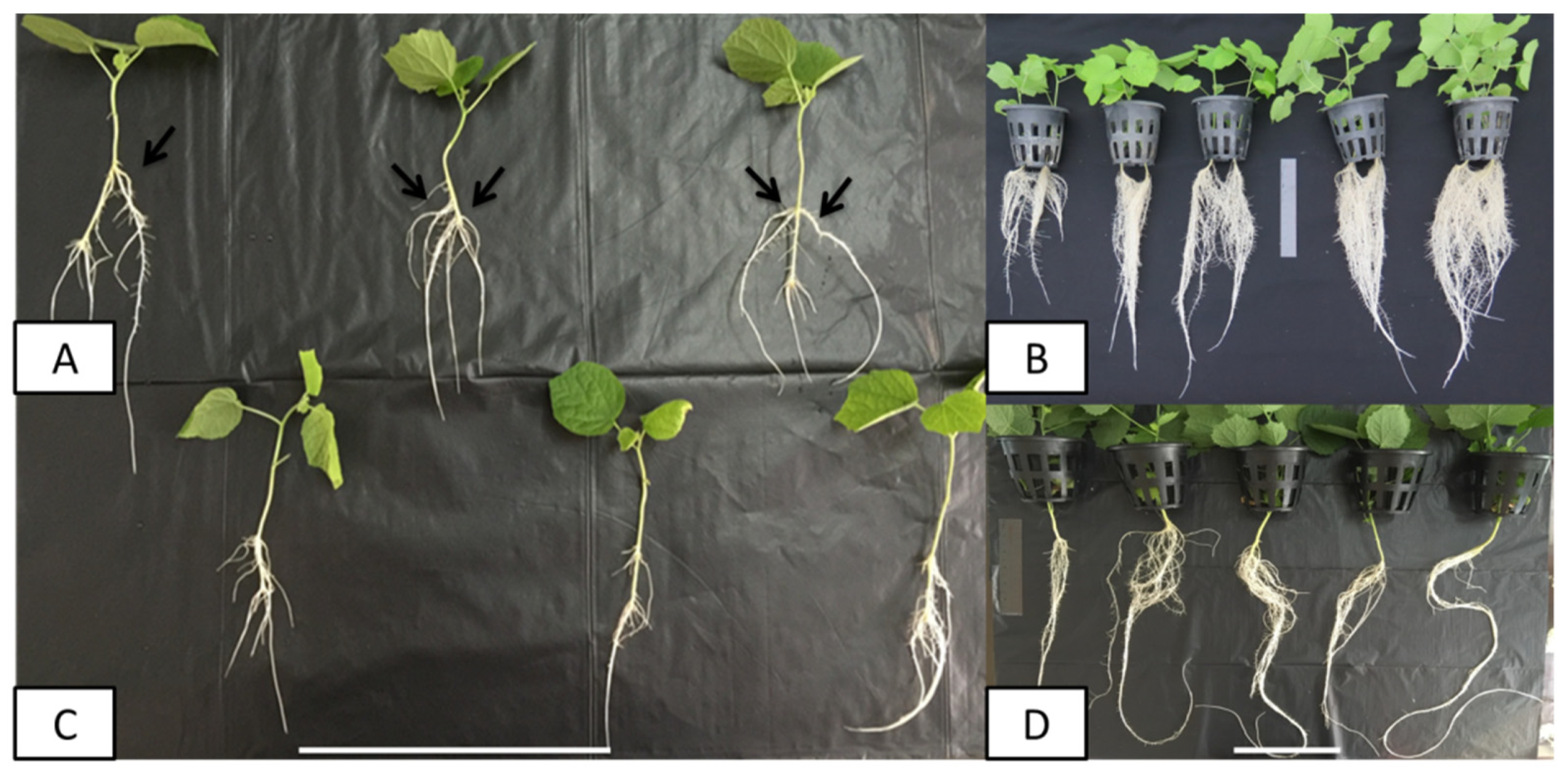 Plants 09 00548 g001 Plants 09 00548 g001