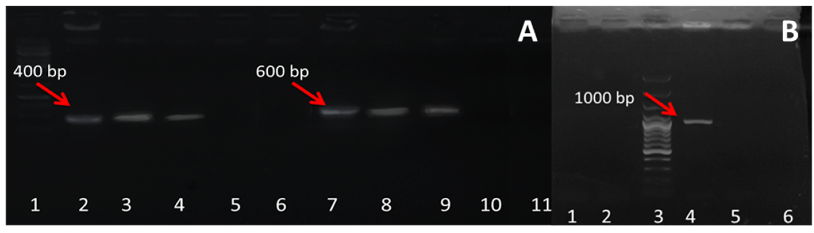 Plants 09 00548 g002 Plants 09 00548 g002