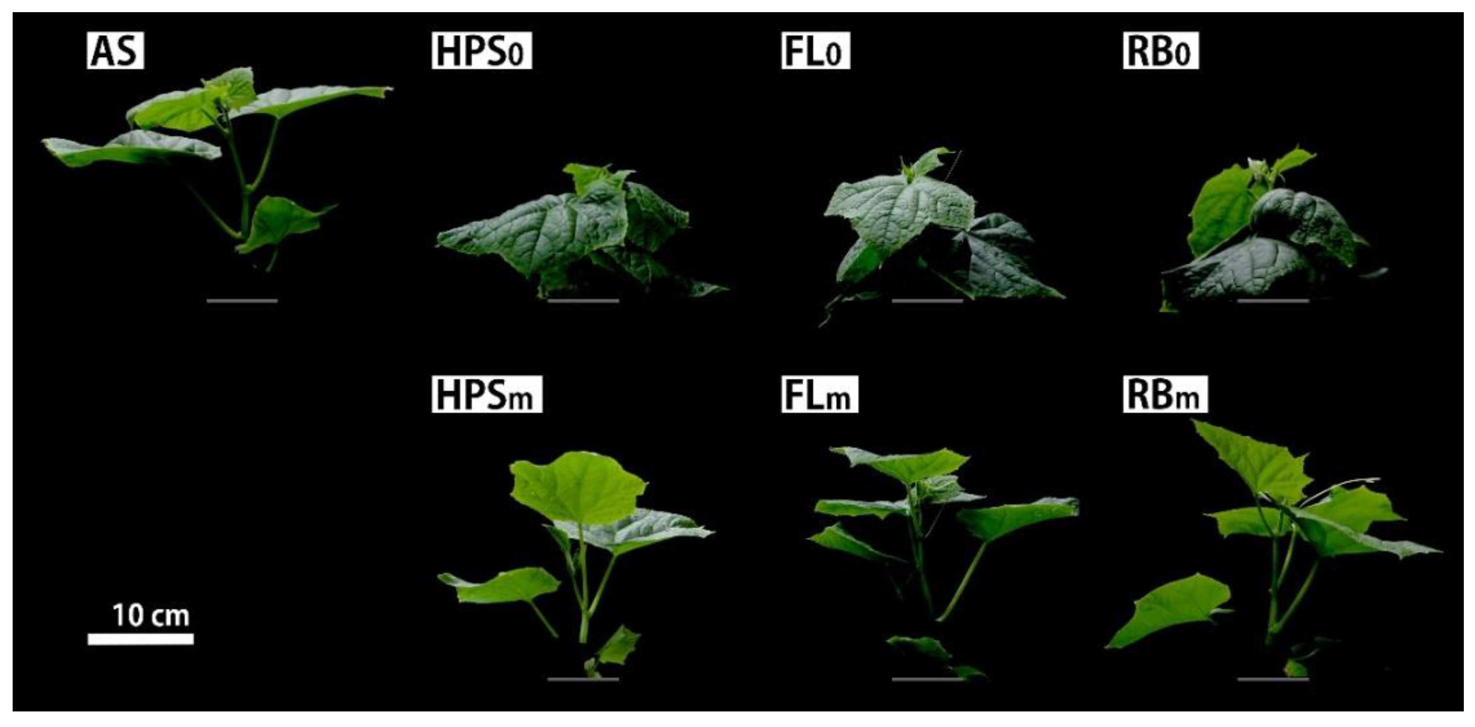 Plants 09 00556 g004