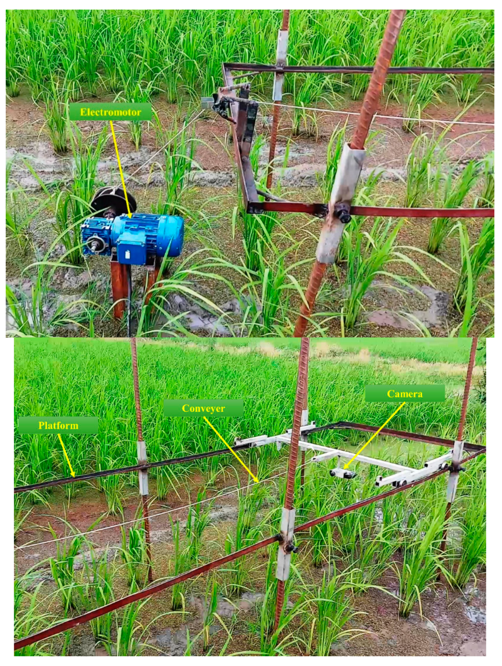 Plants 09 00559 g001