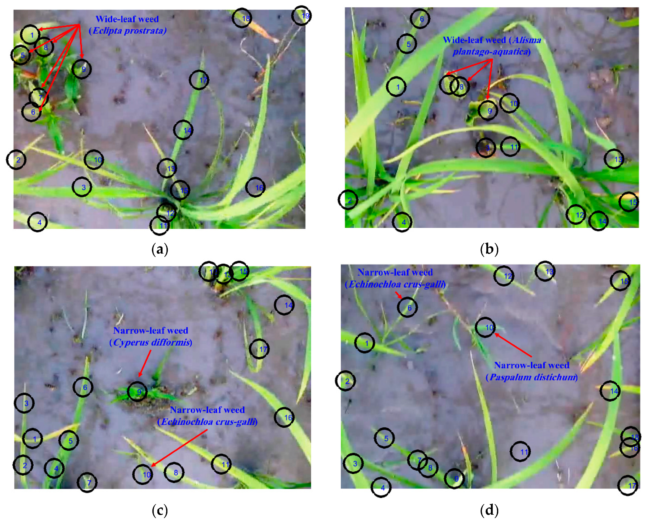 Plants 09 00559 g002
