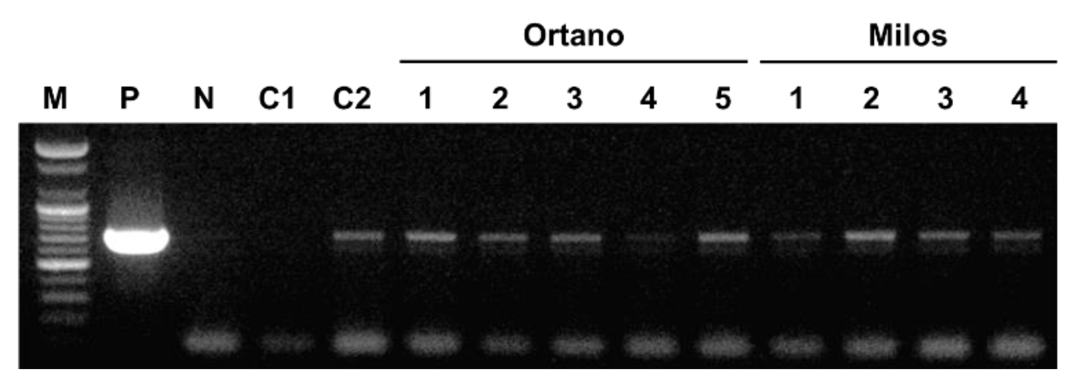 Plants 09 00563 g004