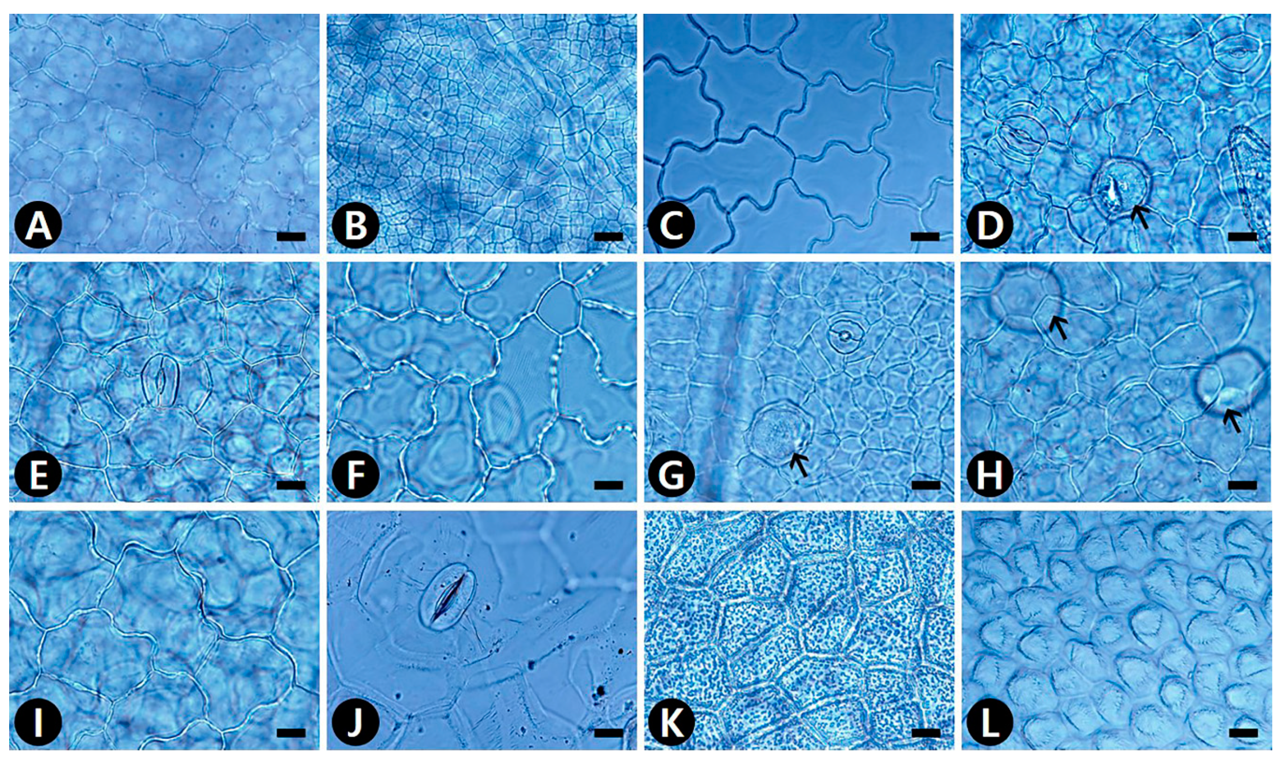 Plants 09 00566 g001 Plants 09 00566 g001