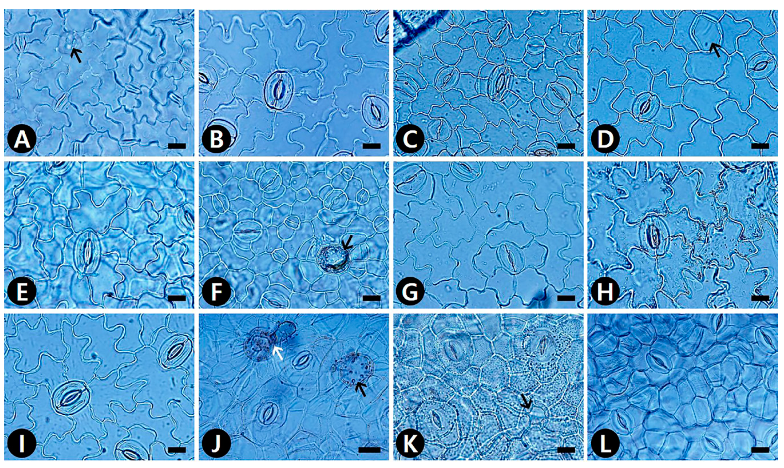 Plants 09 00566 g002 Plants 09 00566 g002