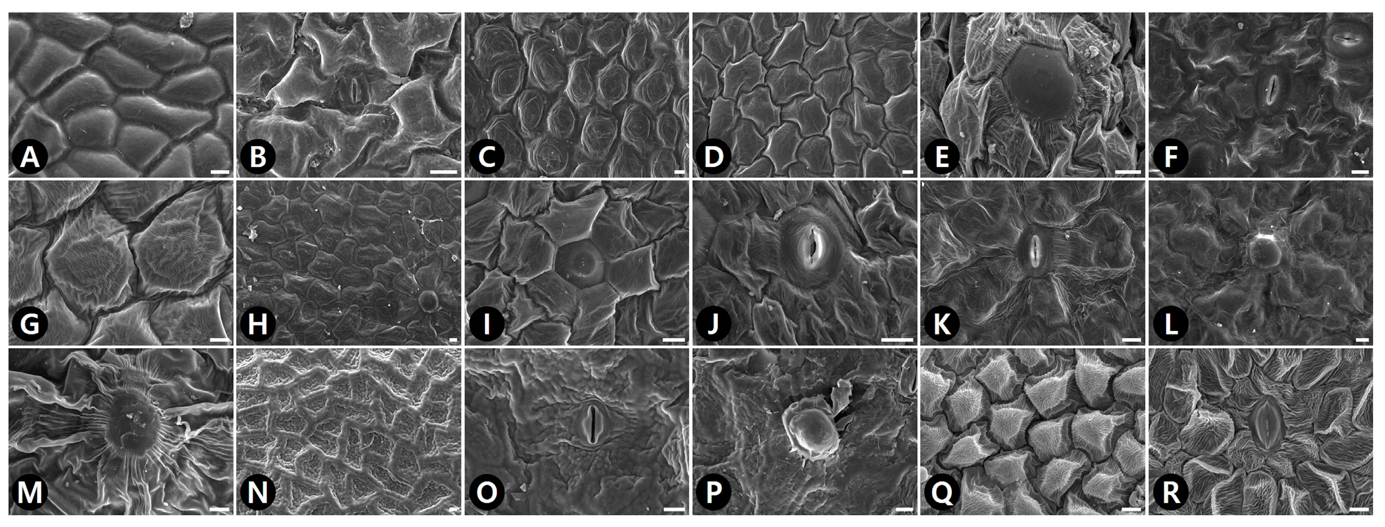 Plants 09 00566 g003 Plants 09 00566 g003