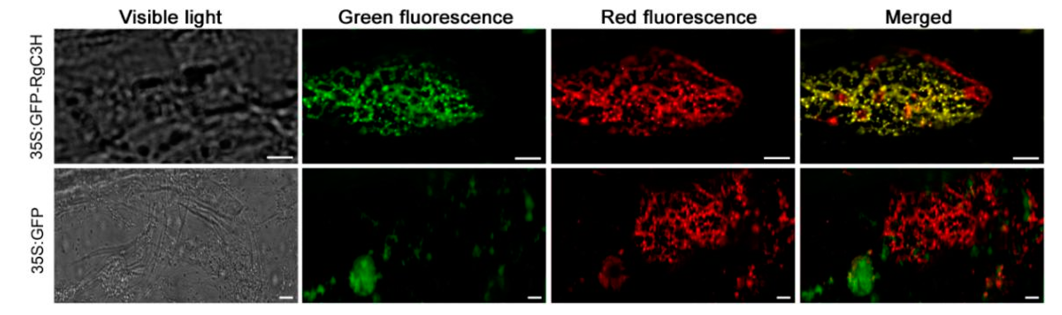 Plants 09 00567 g003