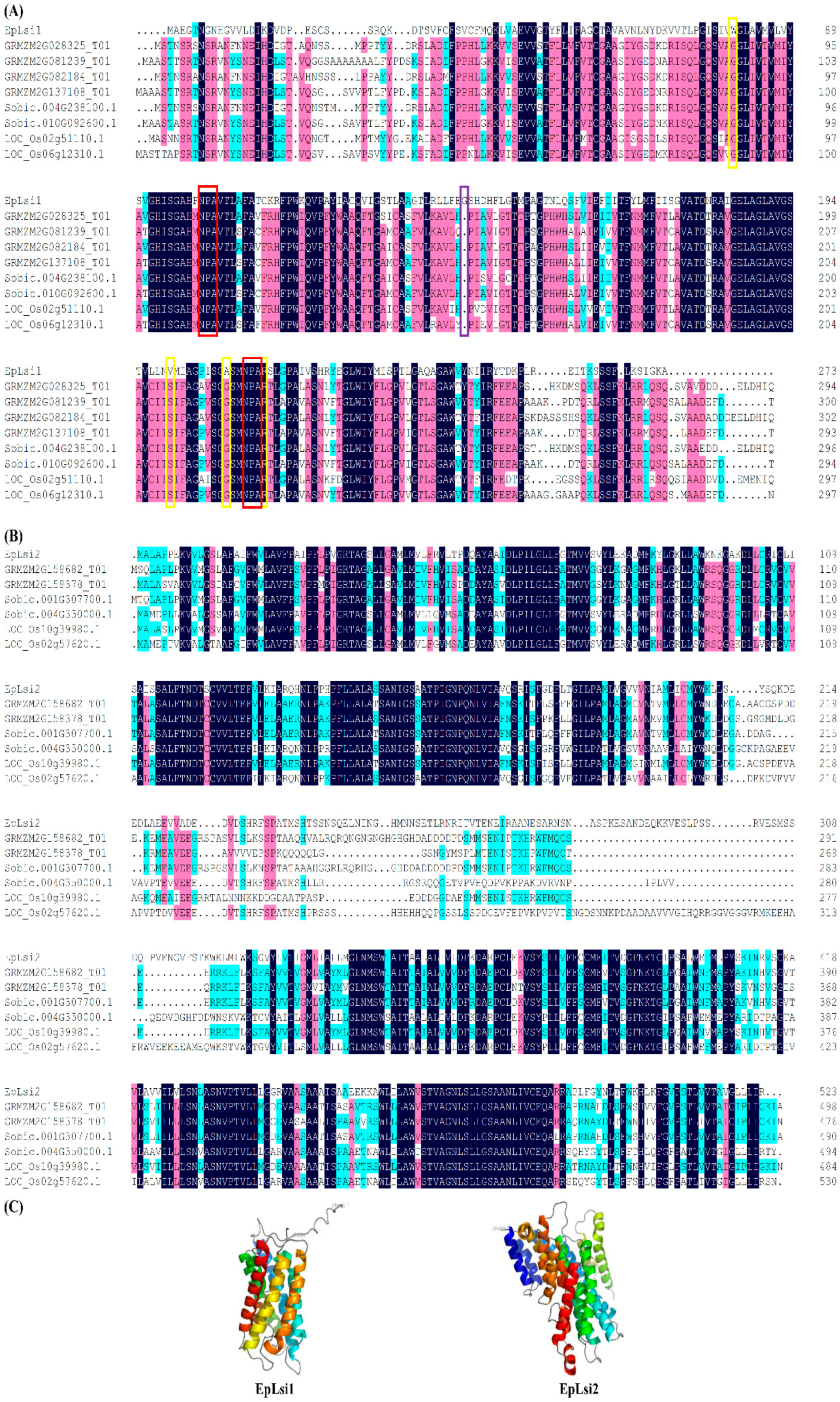 Plants 09 00569 g001