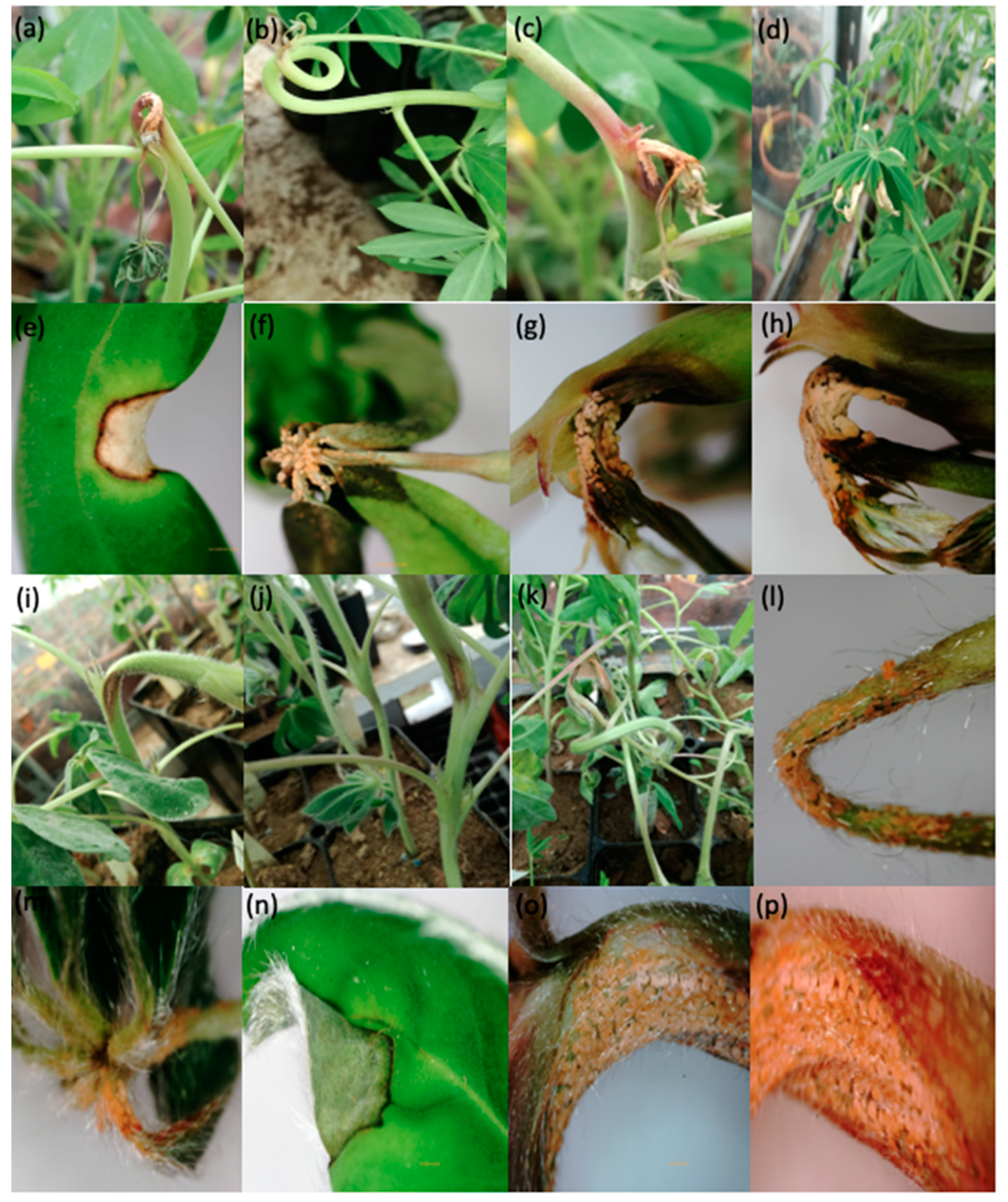 Plants 09 00583 g001