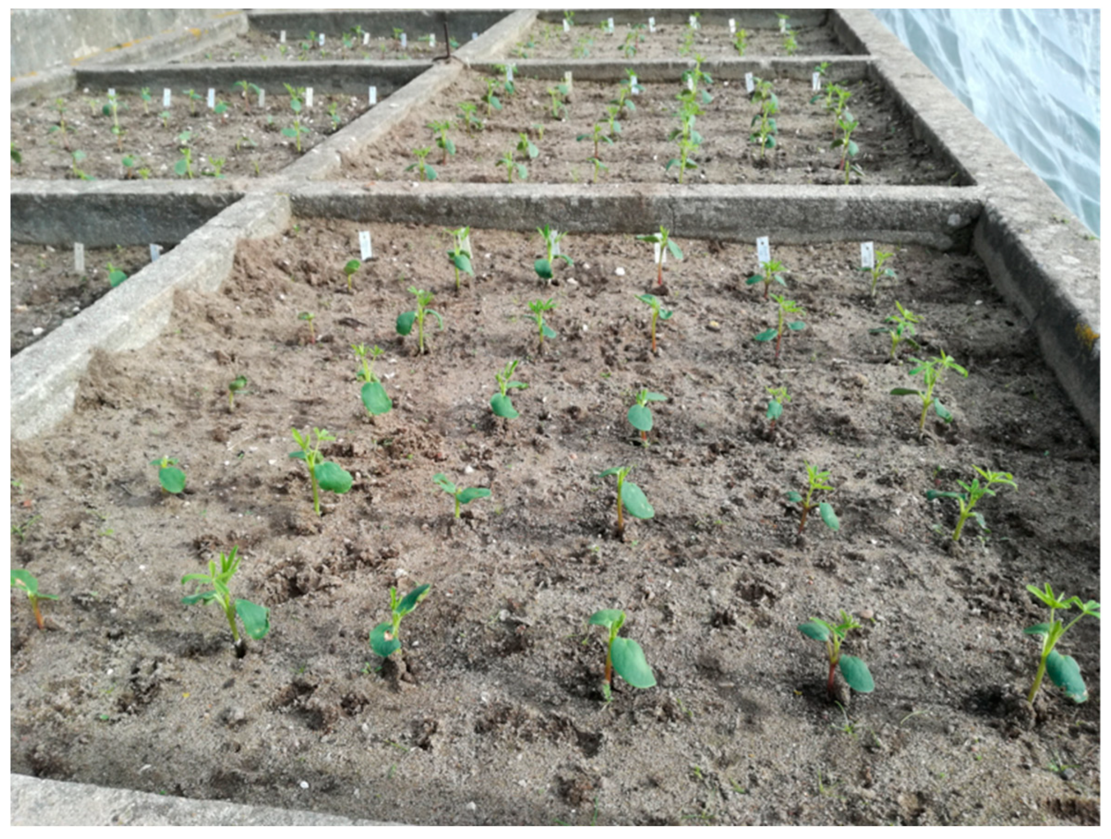 Plants 09 00583 g003