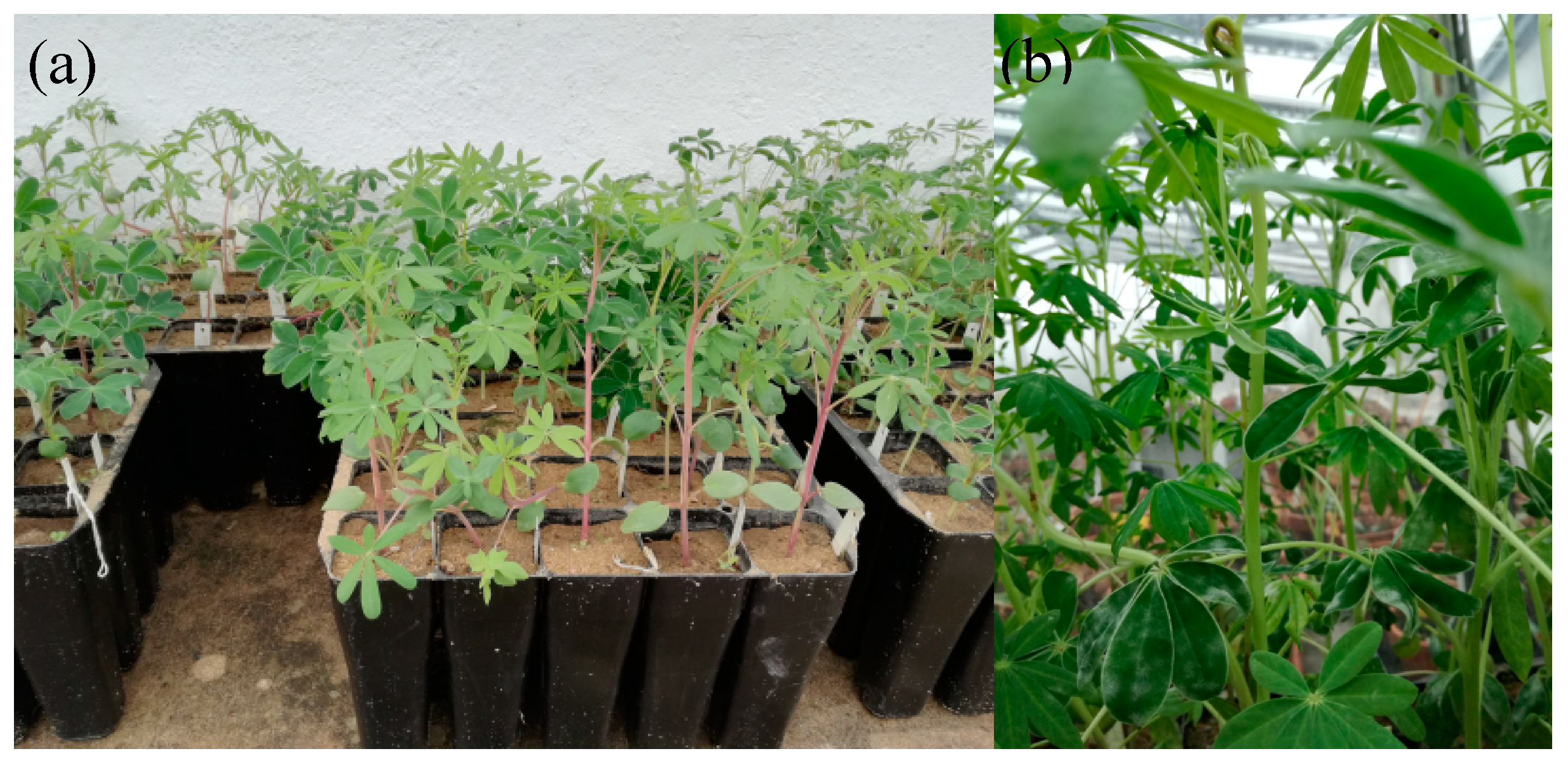 Plants 09 00583 g004