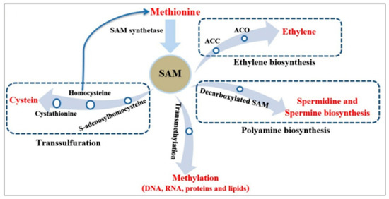 SAM and SAH Analysis Service - Creative Proteomics