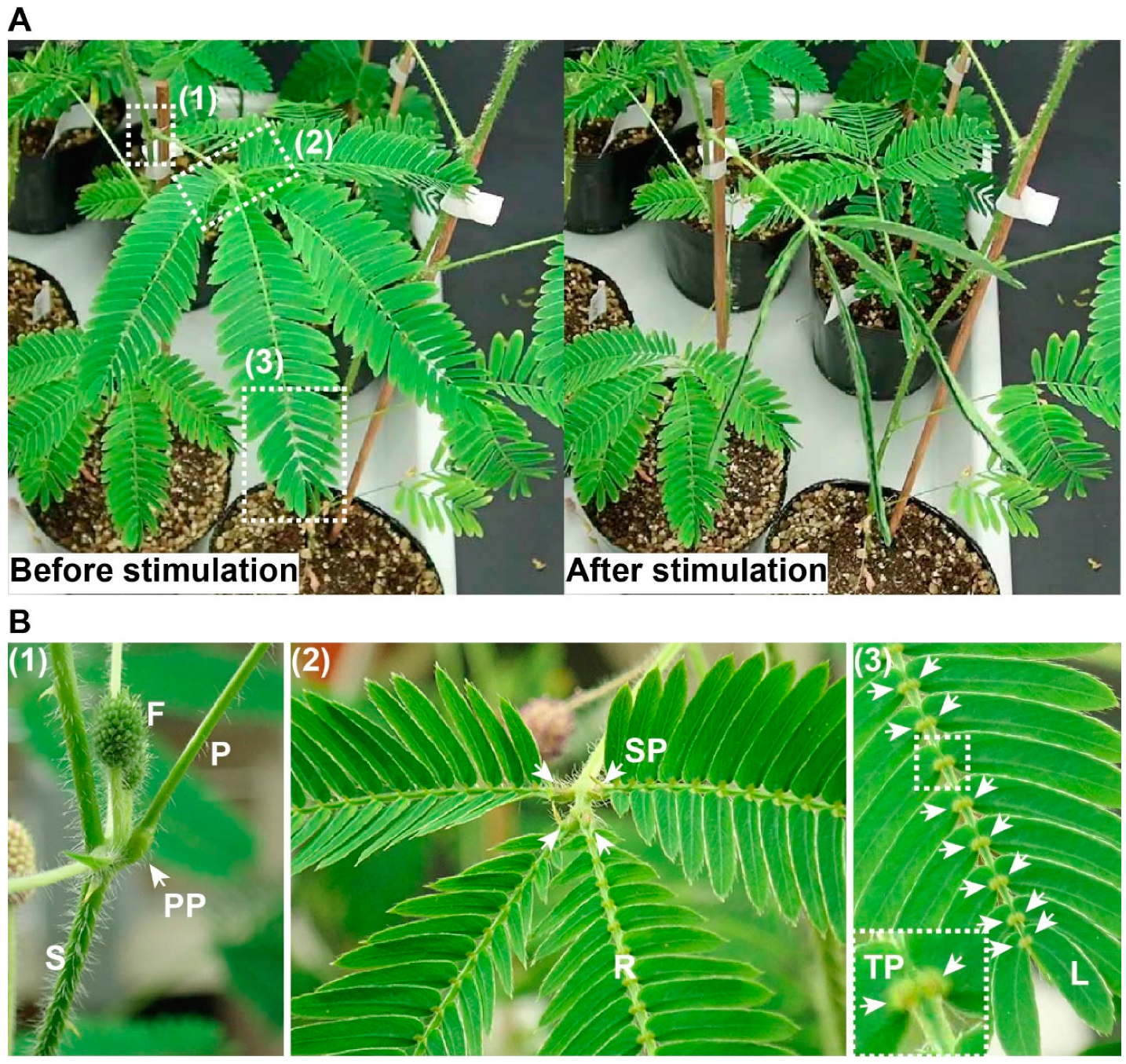 Plants Free Full Text Mechanical Signaling In The Sensitive Plant Mimosa Pudica L Html