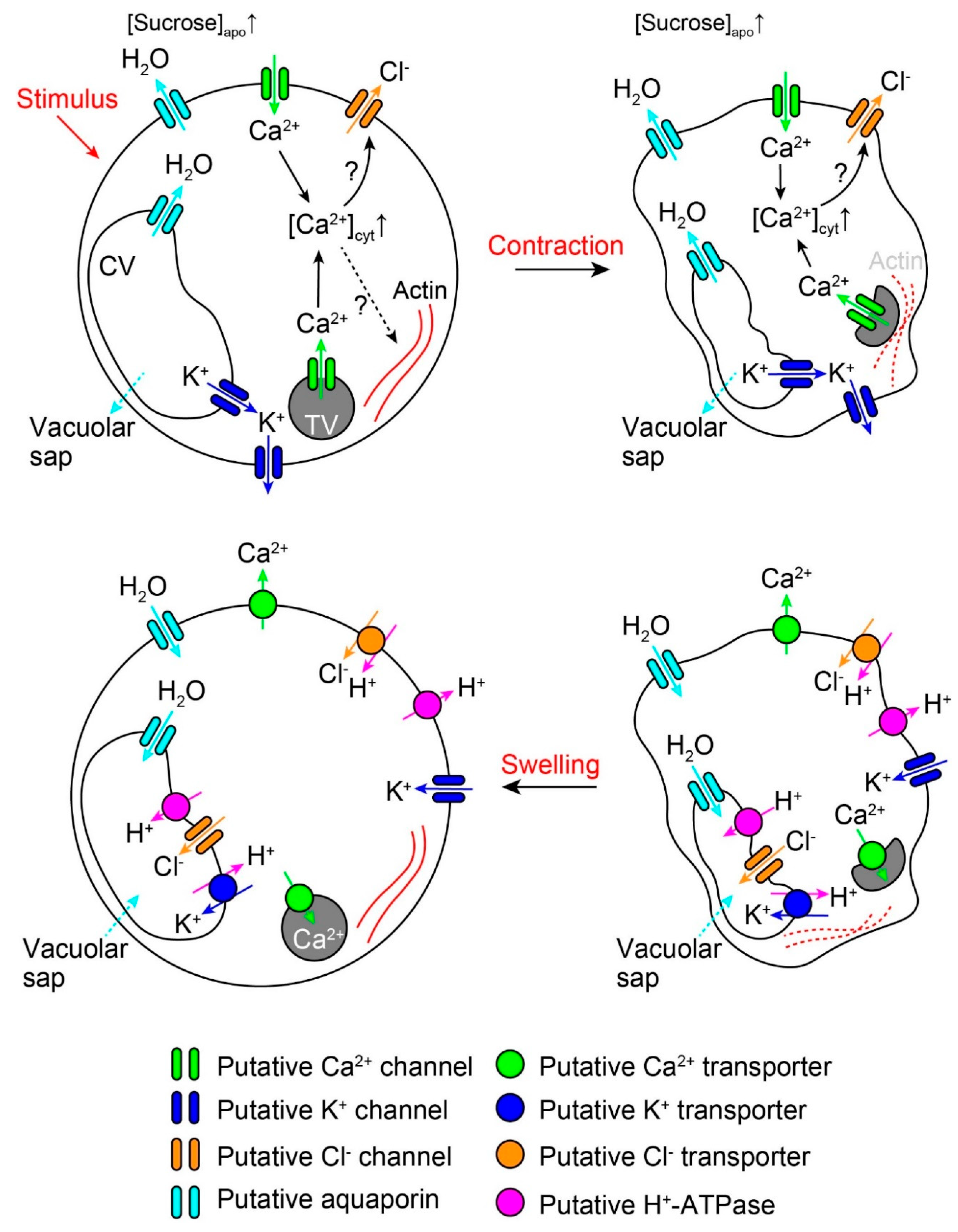Plants 09 00587 g002