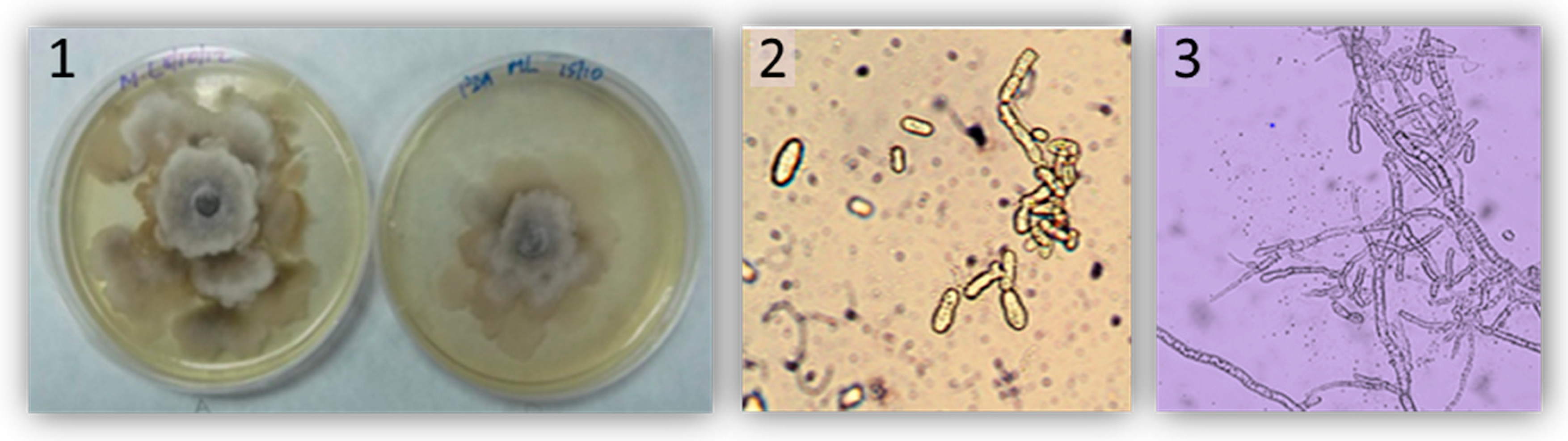 Plants 09 00589 g005 Plants 09 00589 g005