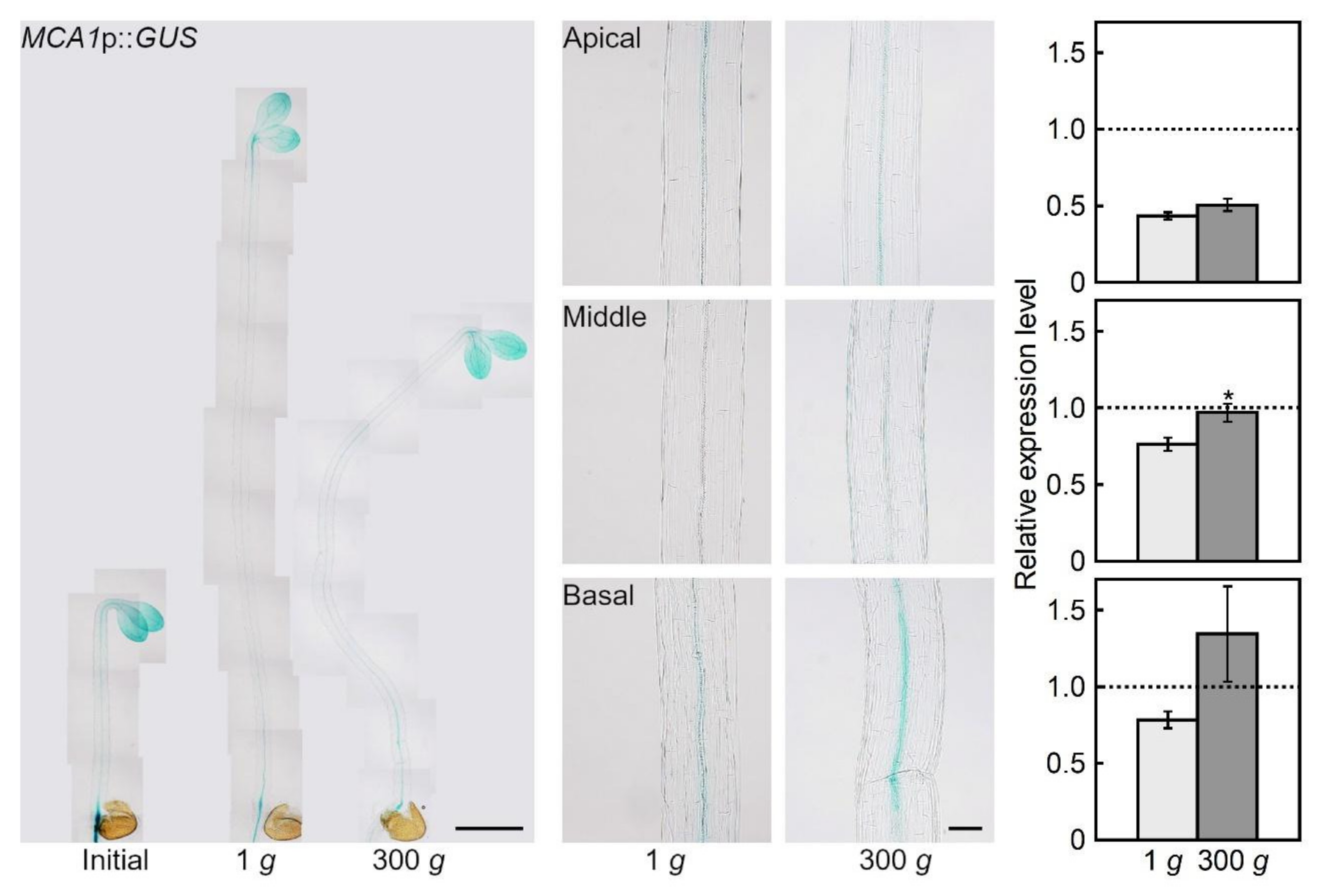 Plants 09 00590 g001