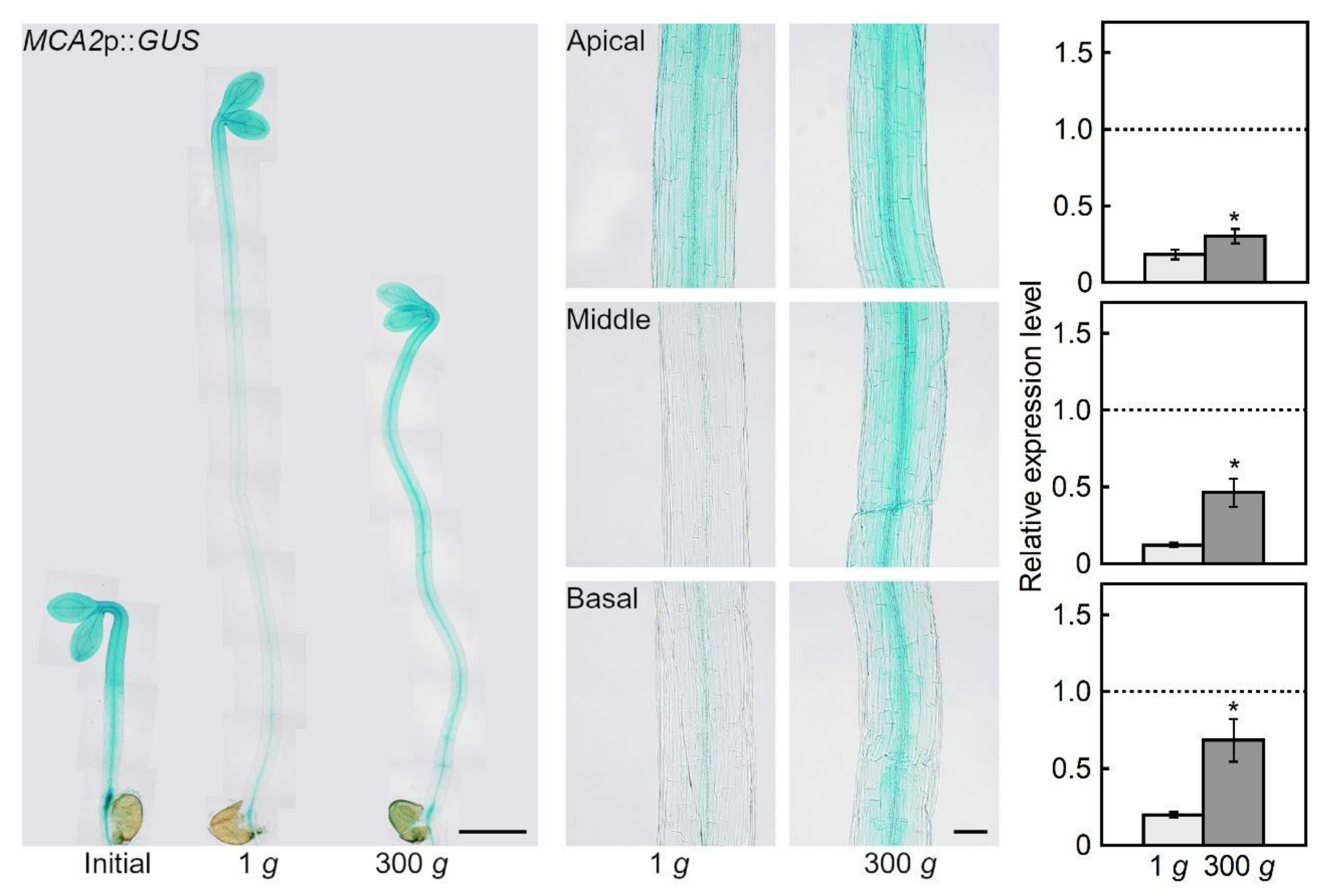Plants 09 00590 g002