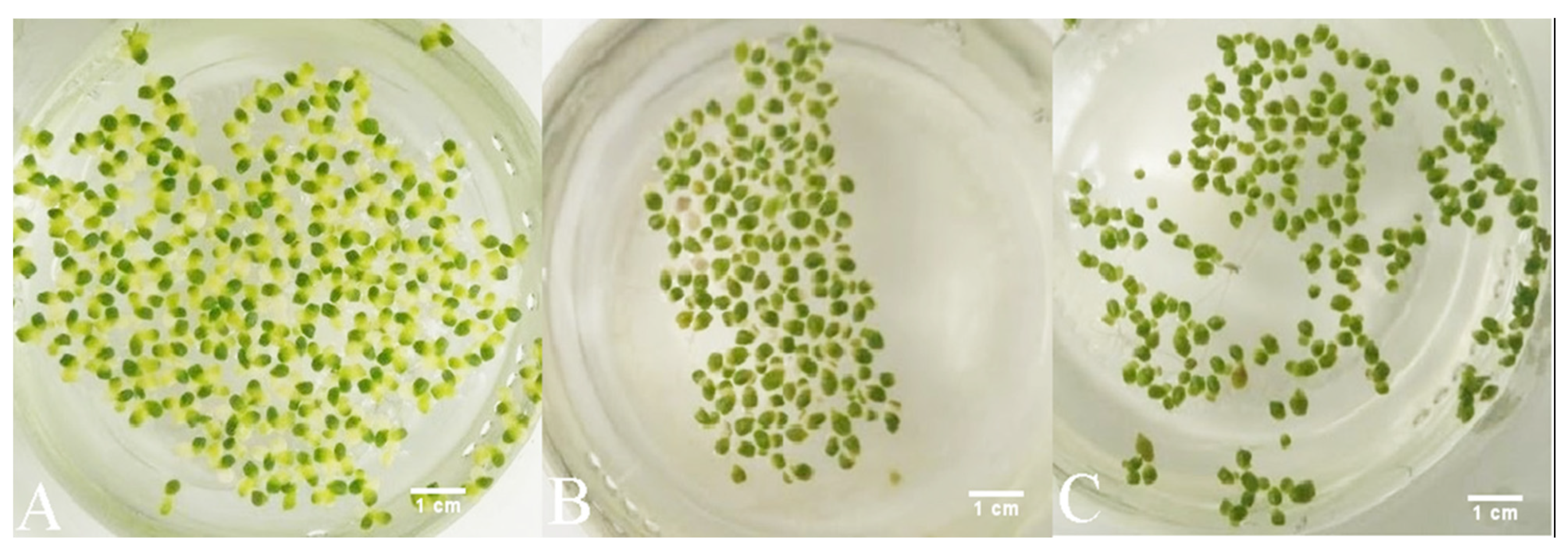 Plants 09 00599 g006