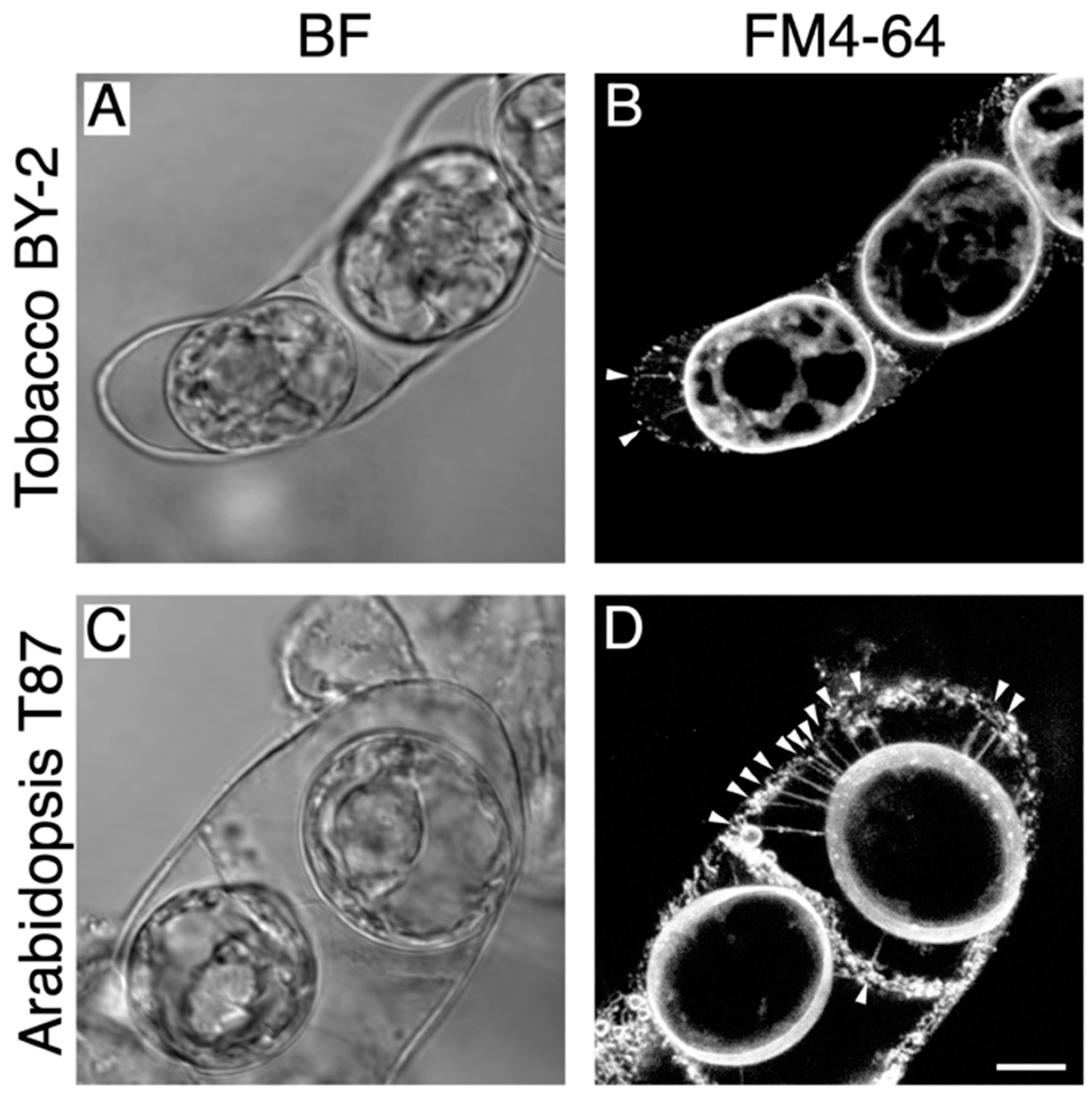 Plants 09 00604 g001