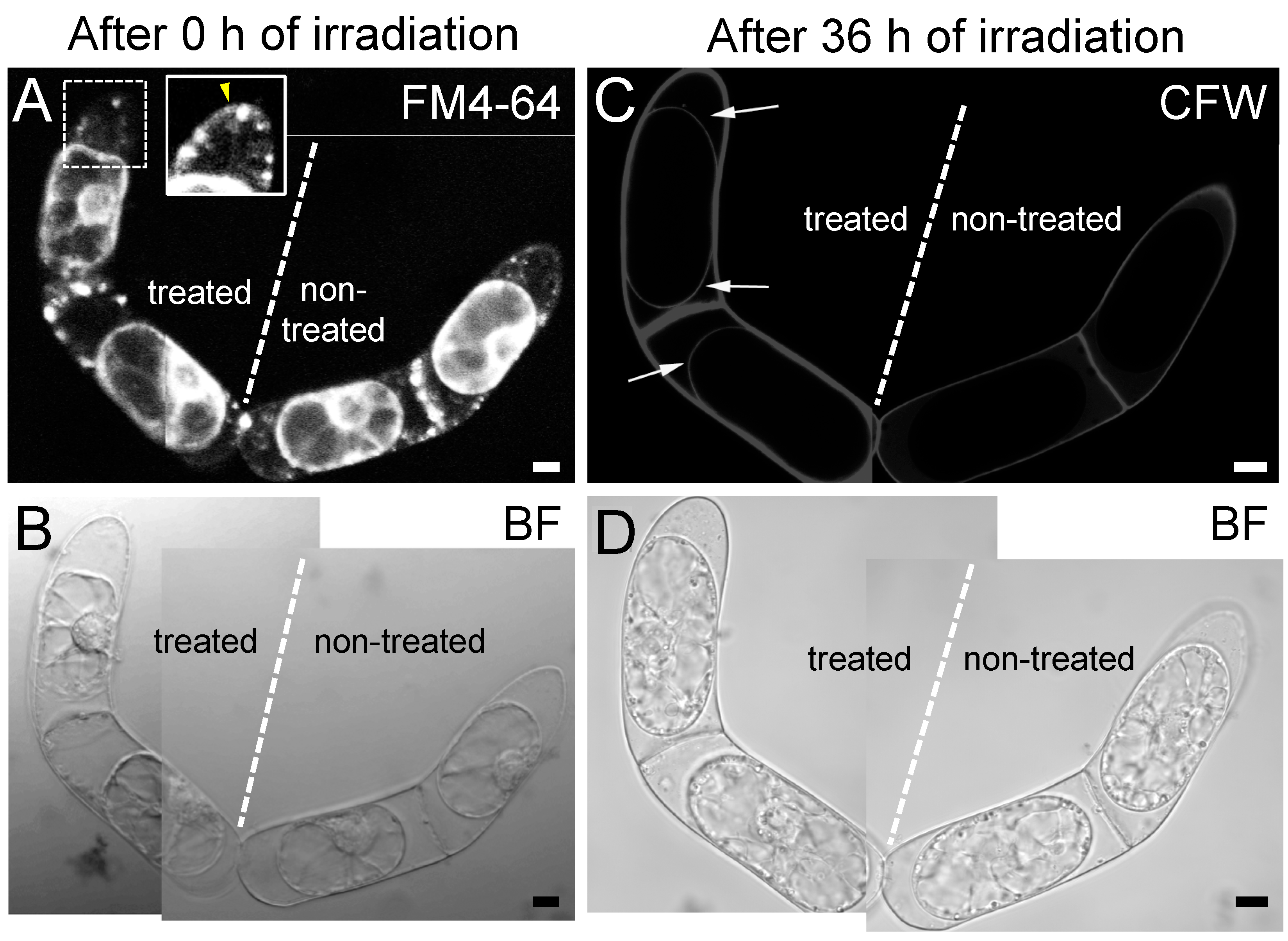 Plants 09 00604 g003