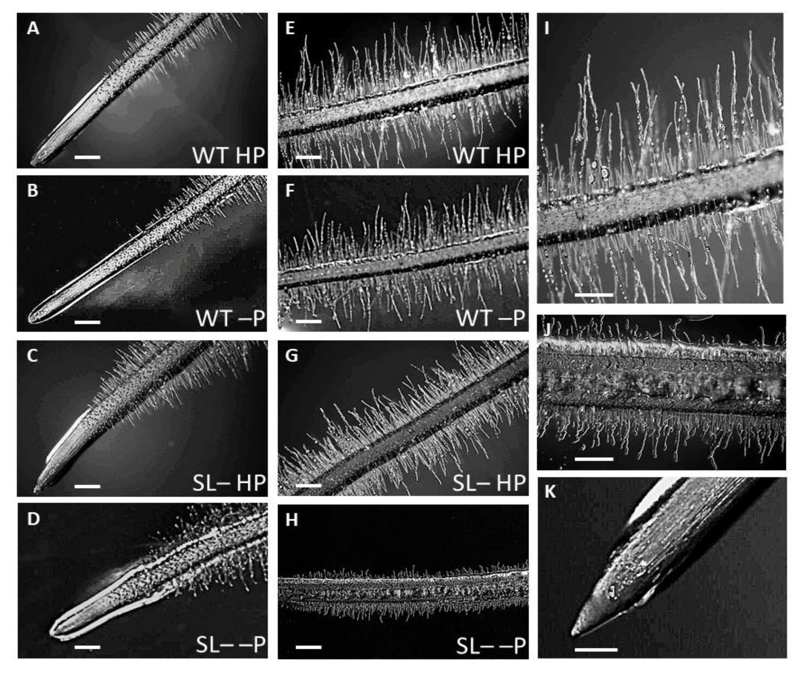 Plants 09 00612 g005 Plants 09 00612 g005