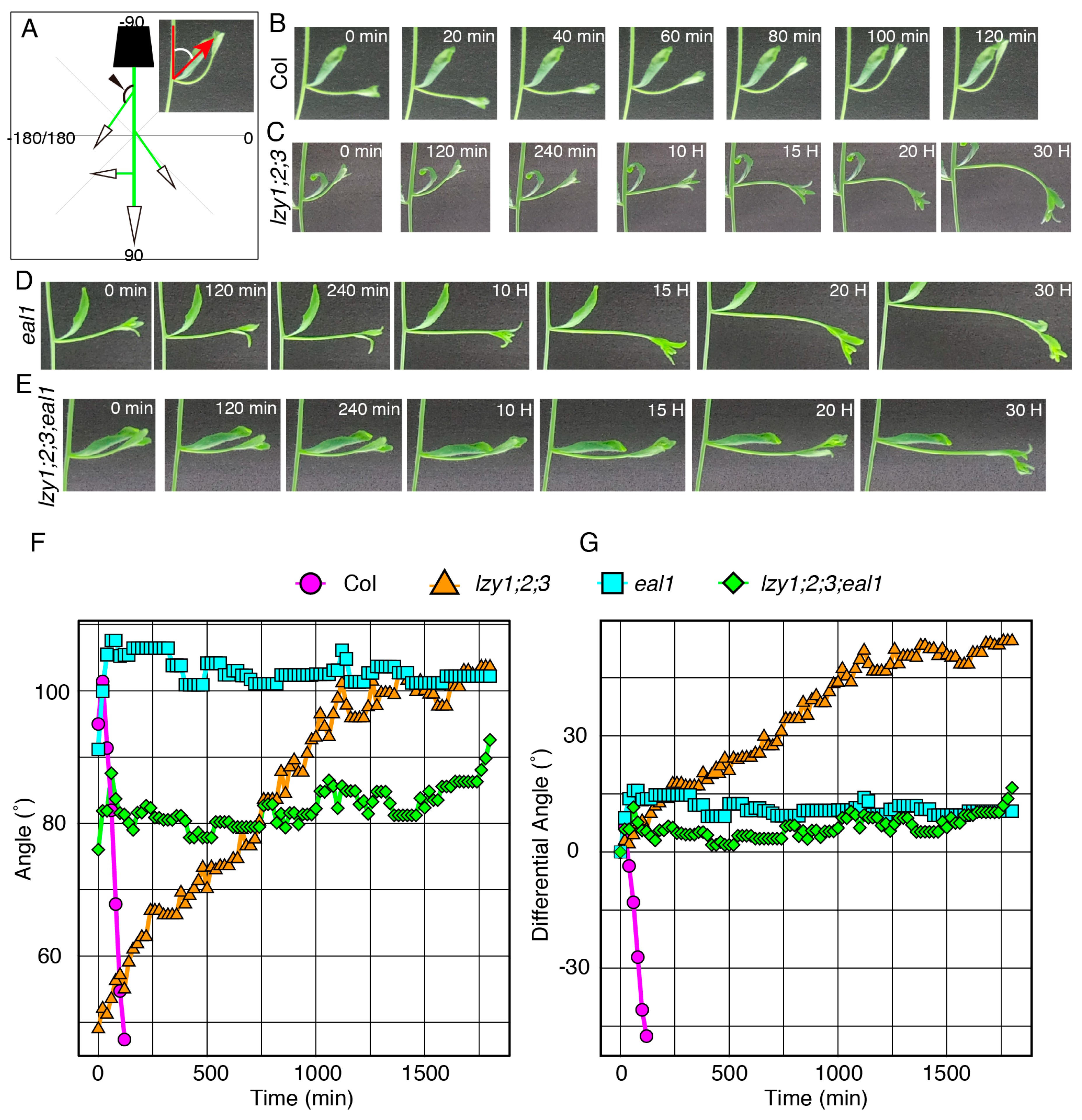 Plants 09 00615 g004