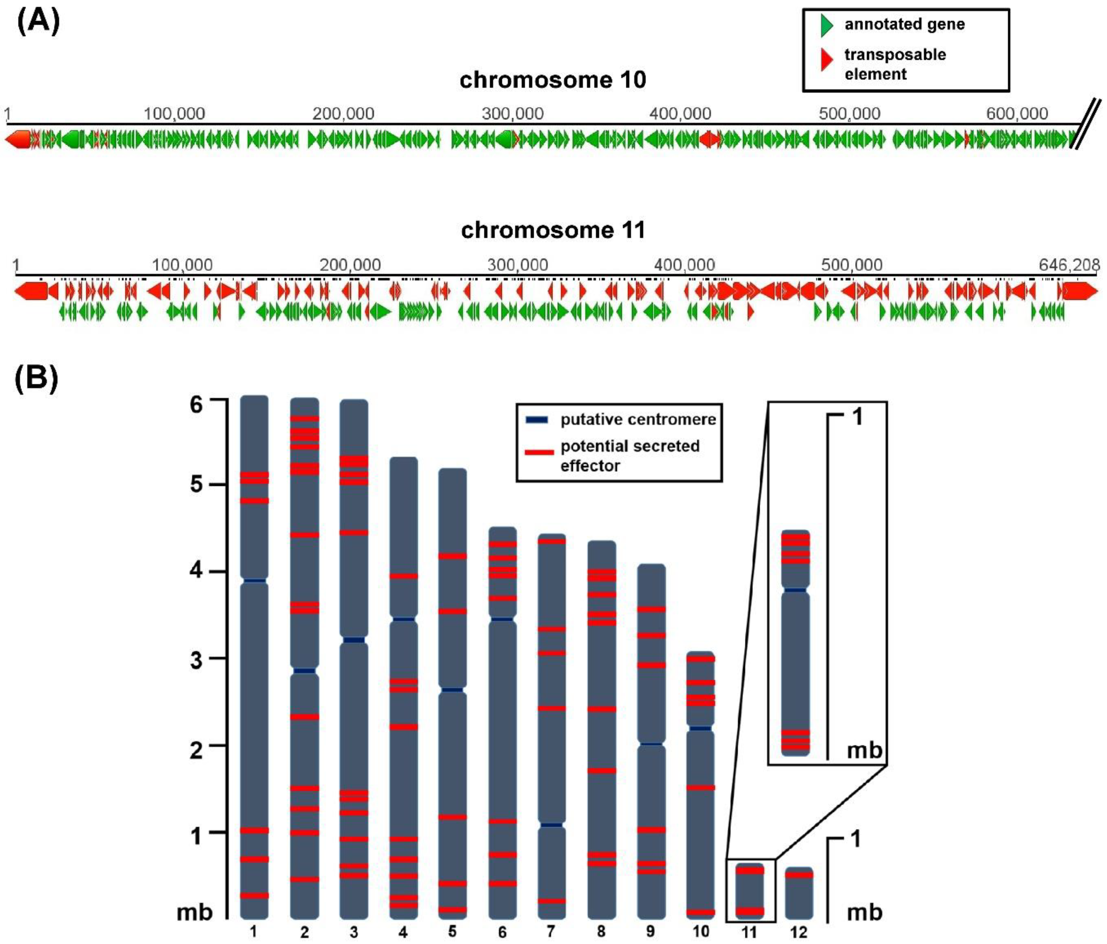 Predicting Cardiometabolic Markers In Children Using Tri Ponderal